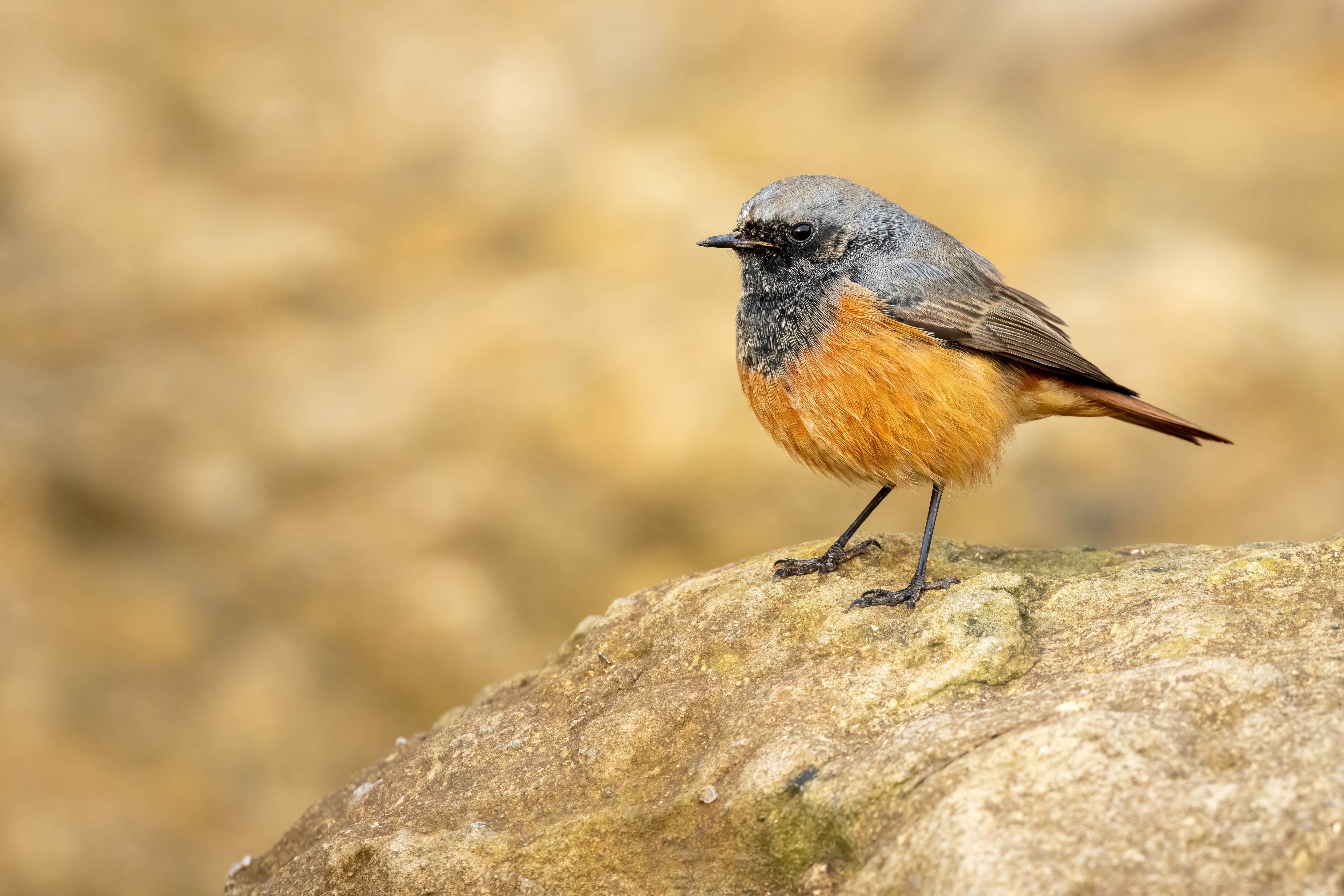 Eastern Black Redstart by . Fozzy - BirdGuides