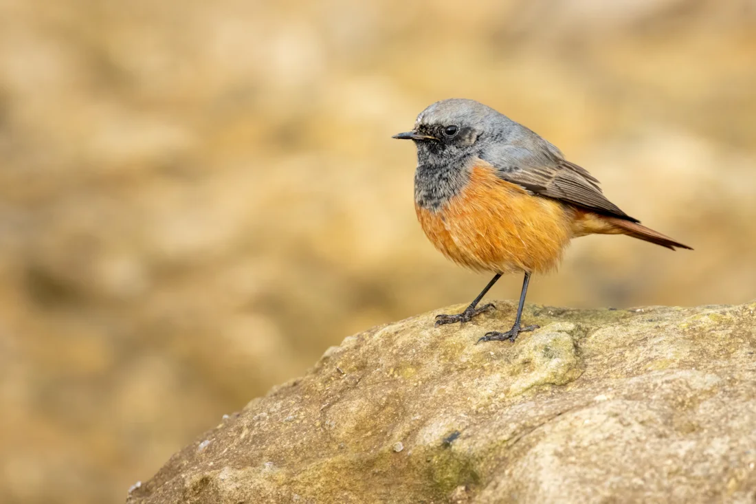 Eastern Redstart Eastern Black Redstart by . Fozzy - BirdGuides