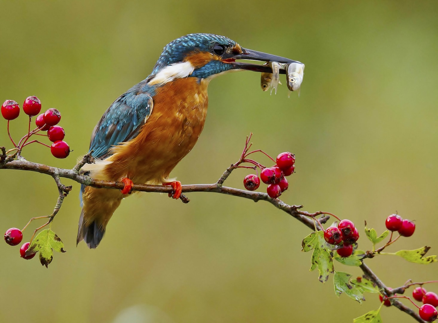 Common Kingfisher by Clive Daelman - BirdGuides