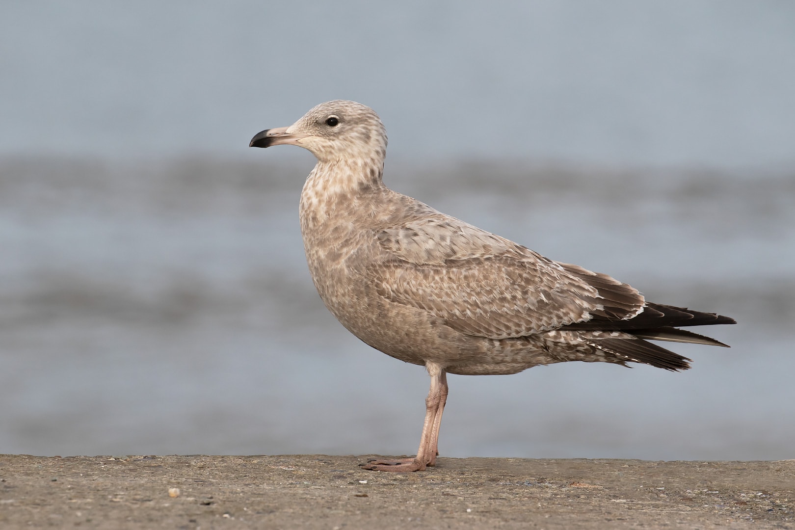 American Herring Gull by Josh Jones BirdGuides