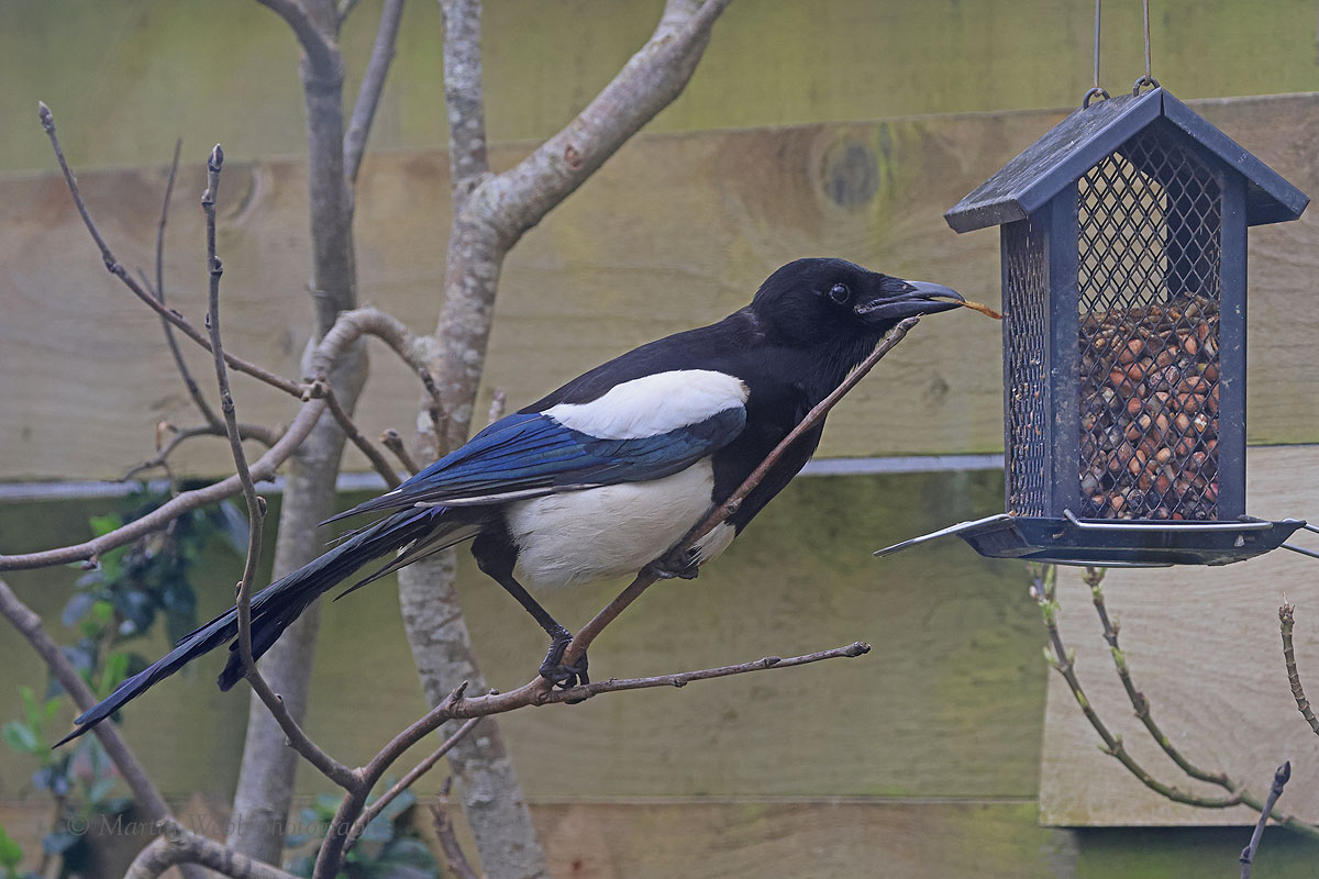 Magpie by Martin Webb - BirdGuides