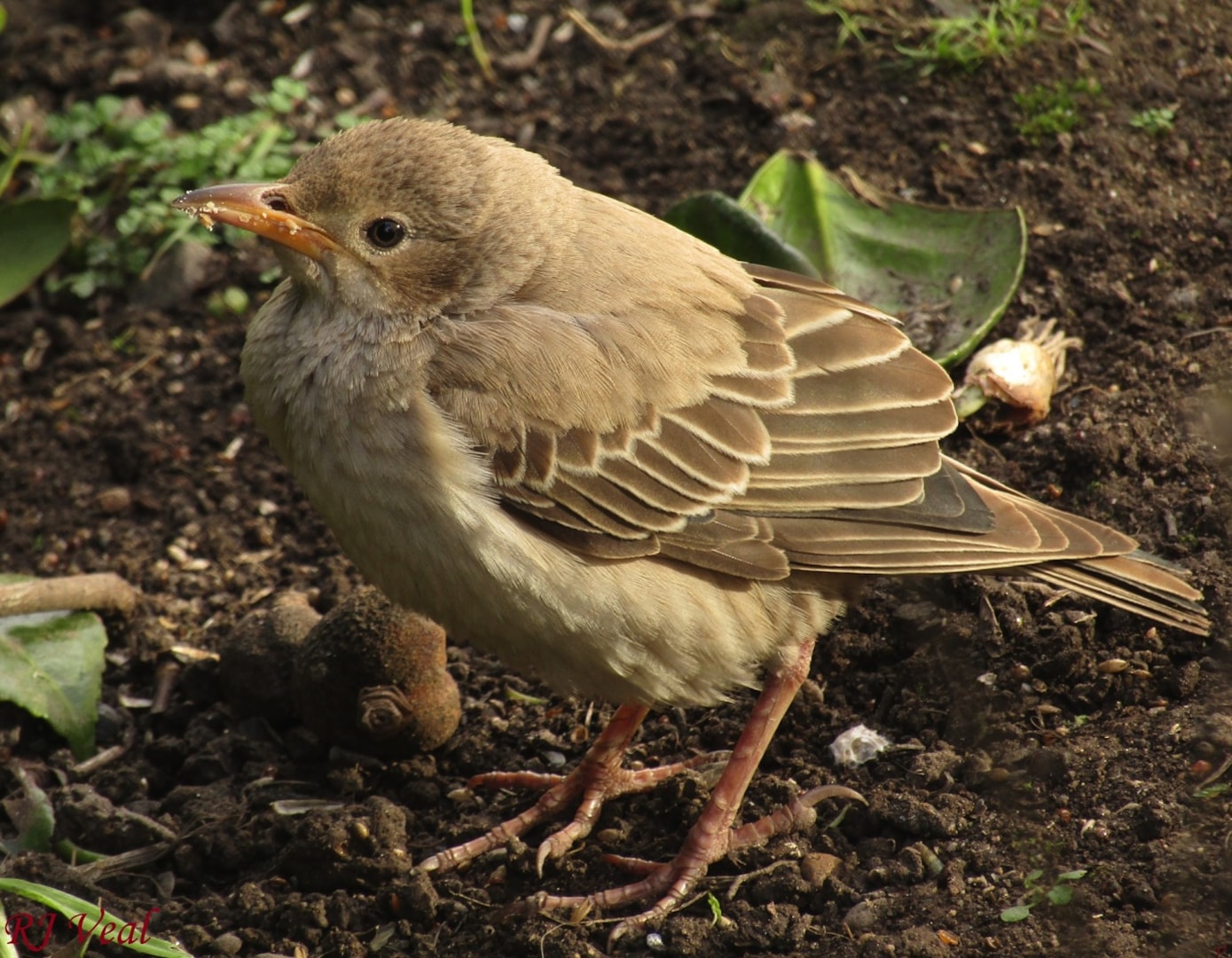 Rosy Starling by Reuben Veal (age 15) BirdGuides