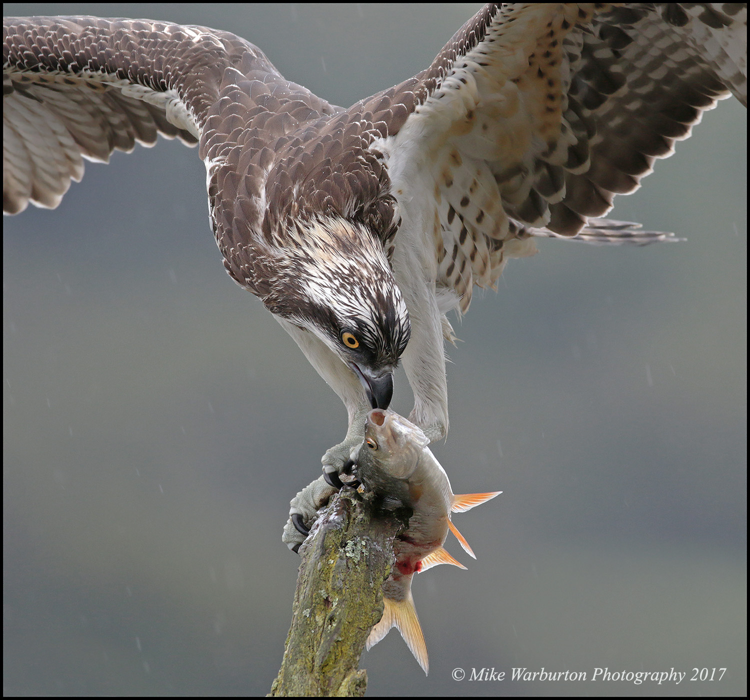 Details : Western Osprey - BirdGuides