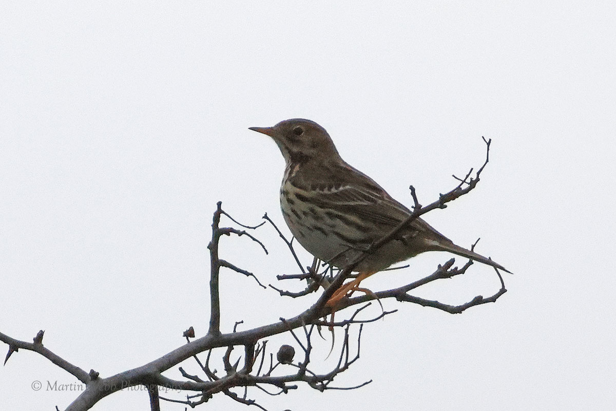 Meadow Pipit by Martin b BirdGuides