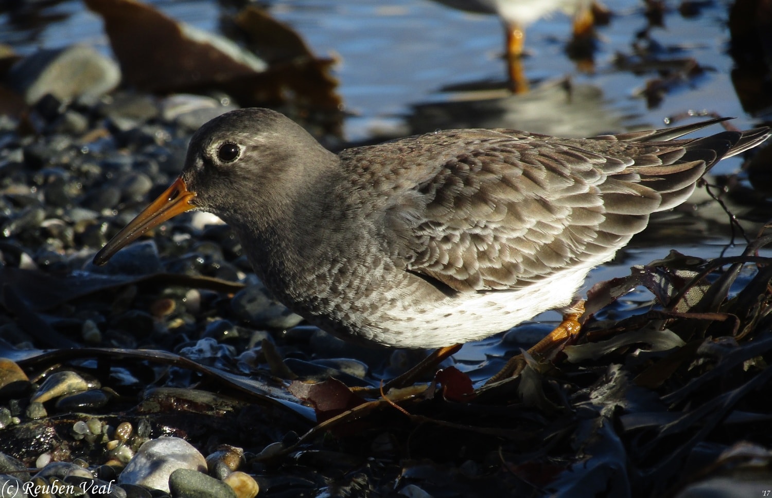 Purple Sandpiper by Reuben Veal BirdGuides