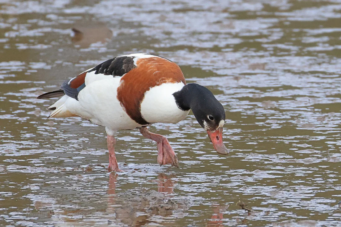 Common Shelduck by Martin Webb - BirdGuides