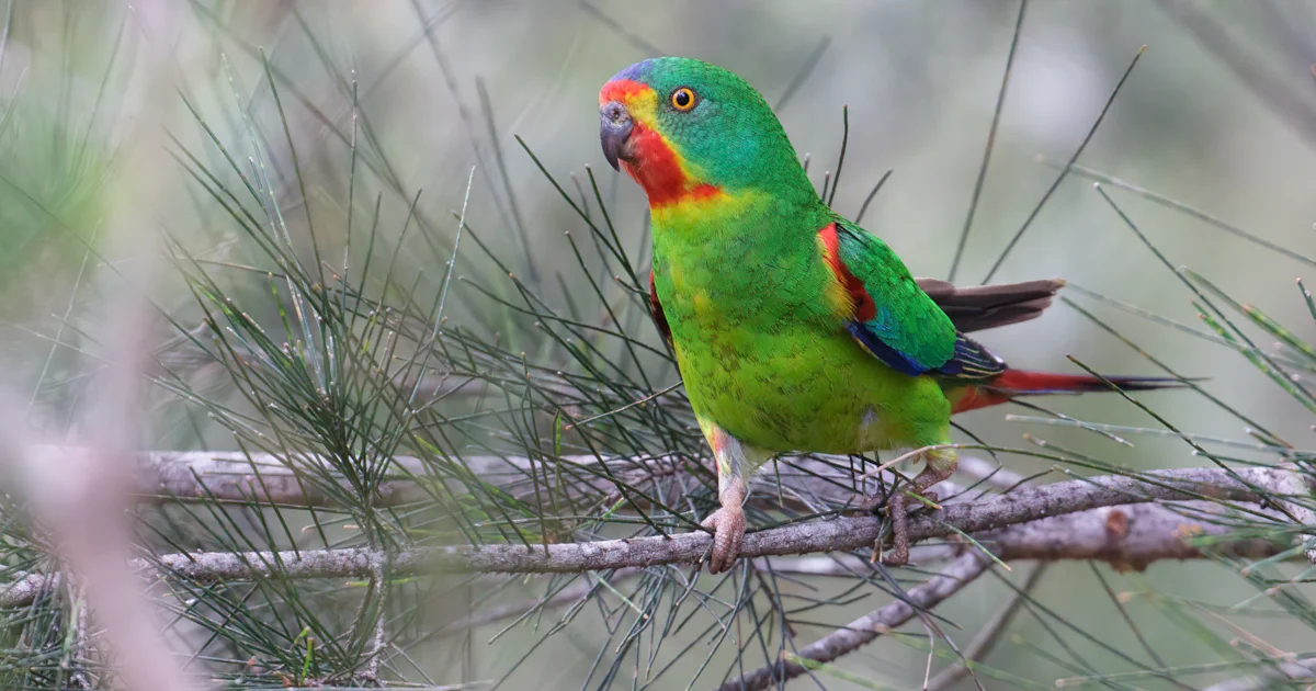 Migration Parrot Swift Parrot faces habitat loss at each end of its annual migration ...