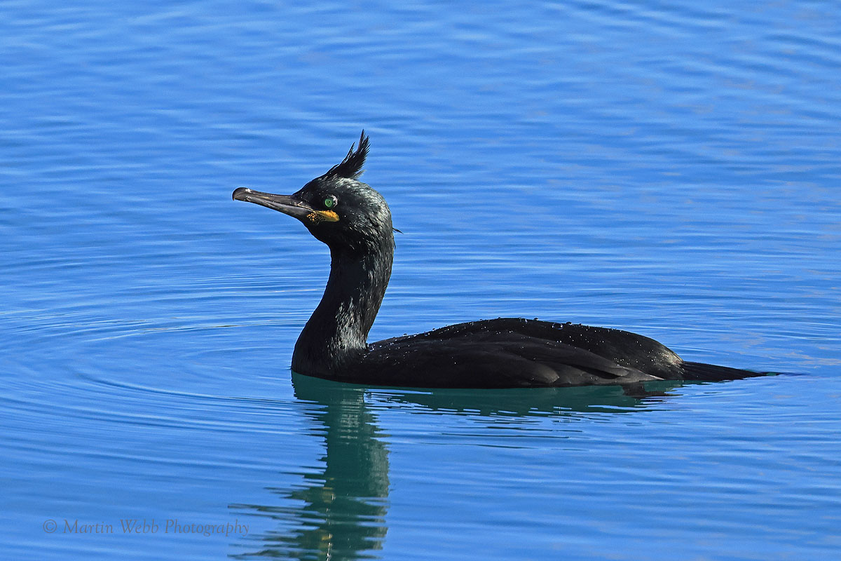 European Shag by Martin b BirdGuides