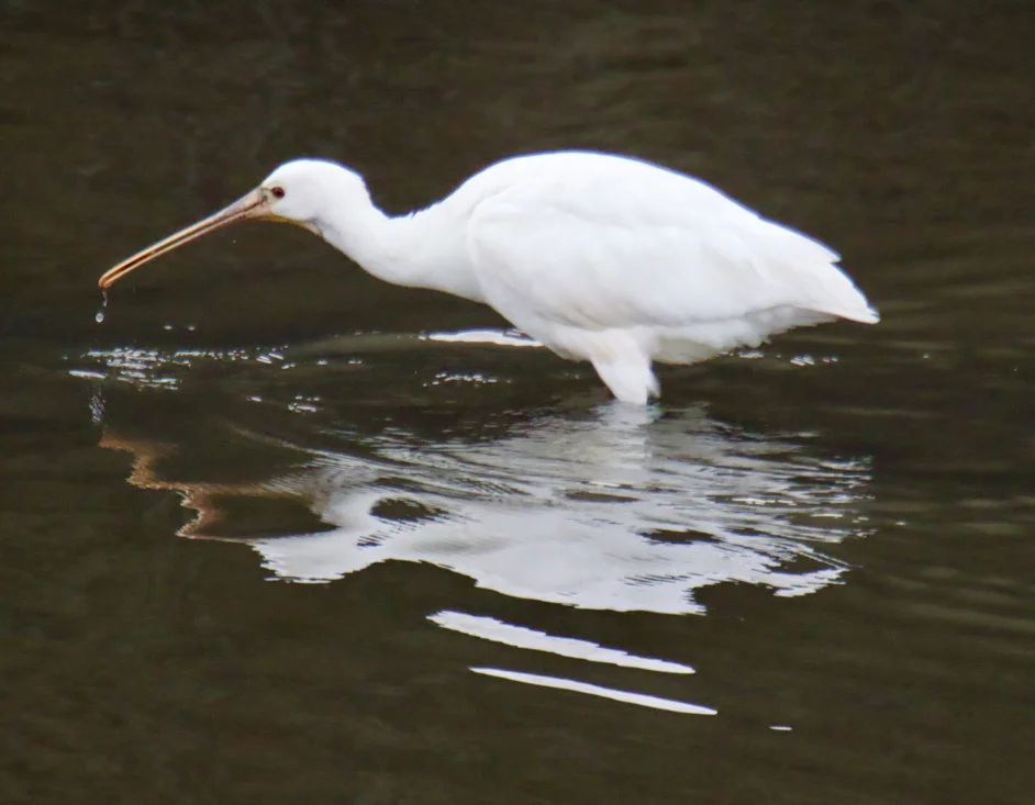 Eurasian Spoonbill by Tim Ridgeway - BirdGuides