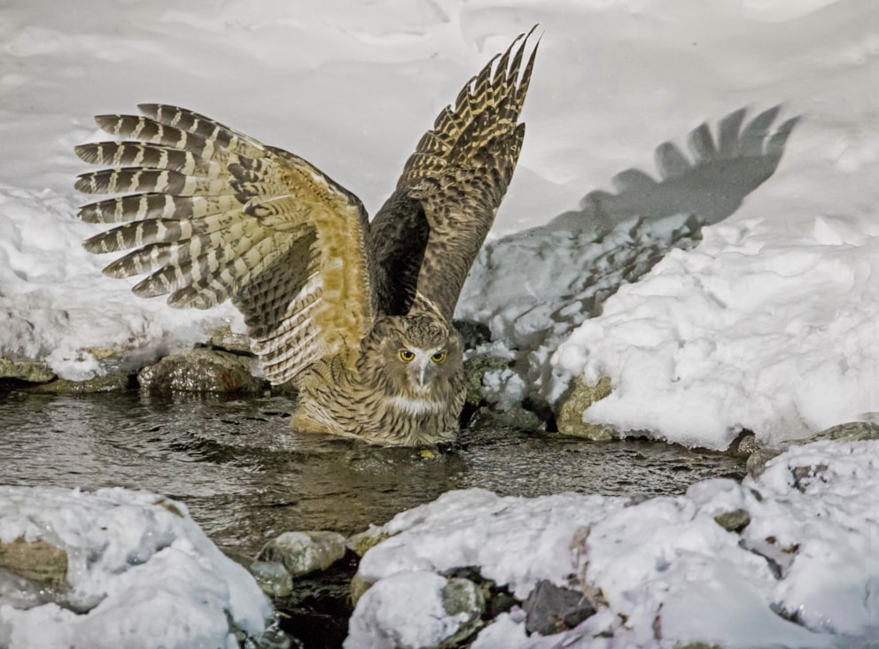 Blakiston's Fish Owl by Peter Beesley BirdGuides