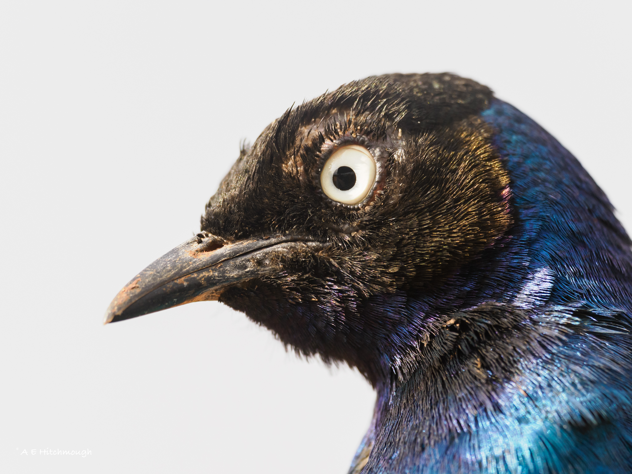 Superb Starling by Alan Hitchmough - BirdGuides