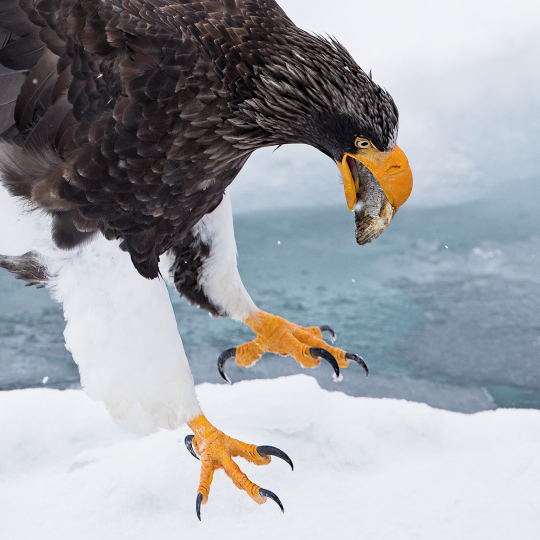 Steller's Sea Eagle by Peter Beesley BirdGuides