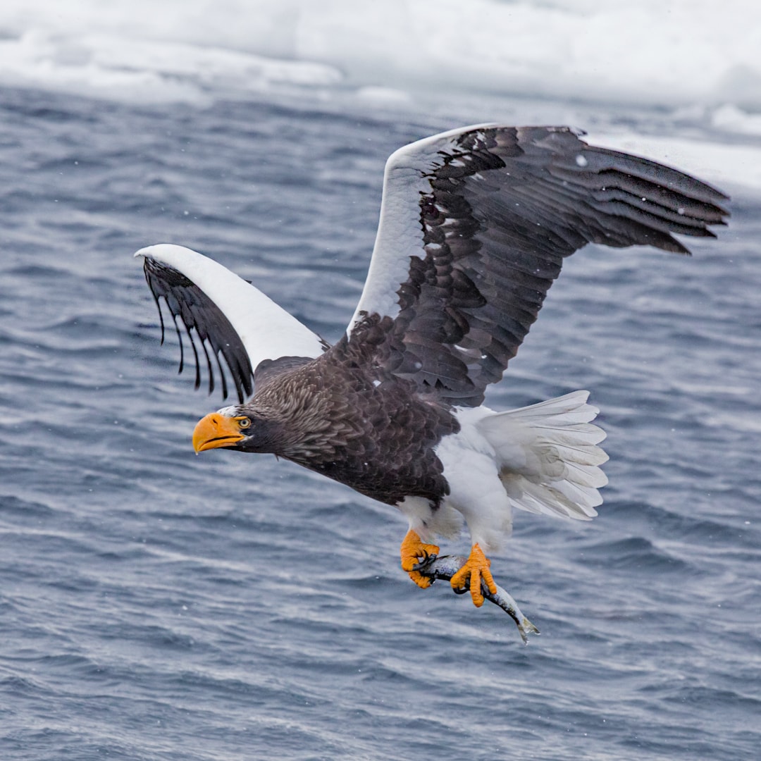 Steller's Sea Eagle by Peter Beesley BirdGuides