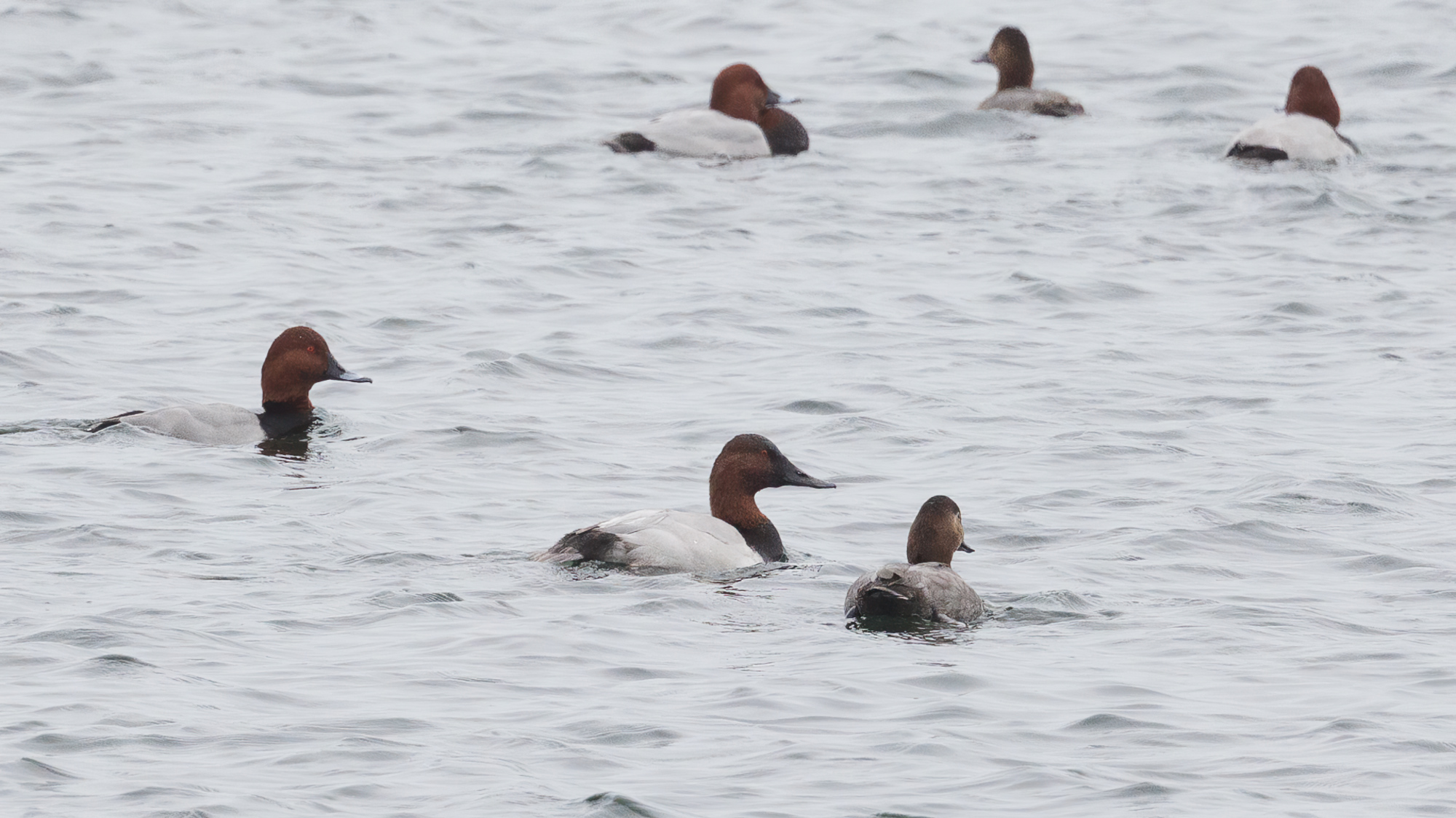 Canvasback by Josh Jones BirdGuides