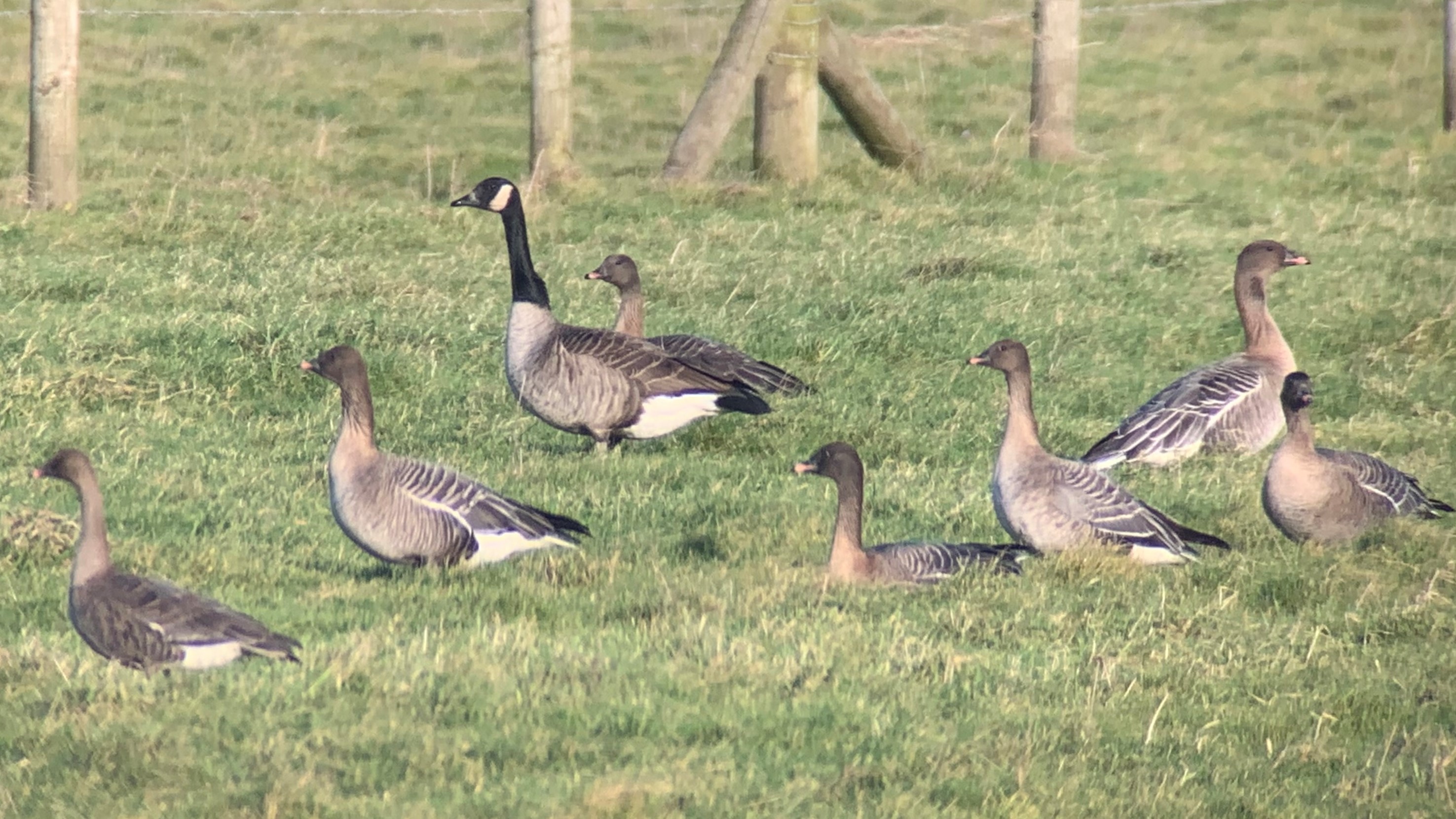 Details Atlantic Canada Goose BirdGuides