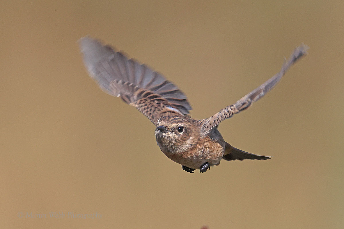 European Stonechat by Martin Webb - BirdGuides