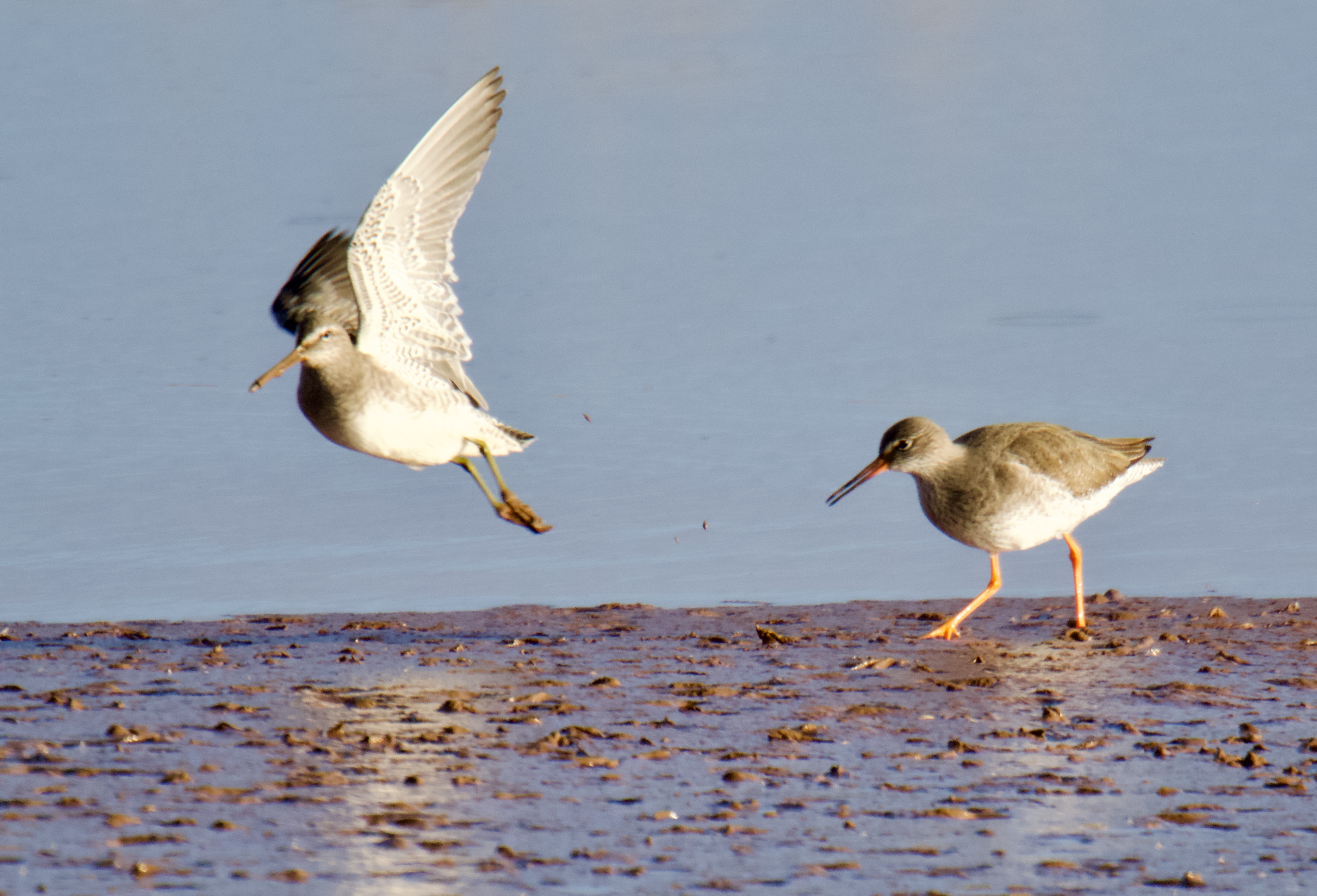 Long-billed Dowitcher by Tim Ridgeway - BirdGuides