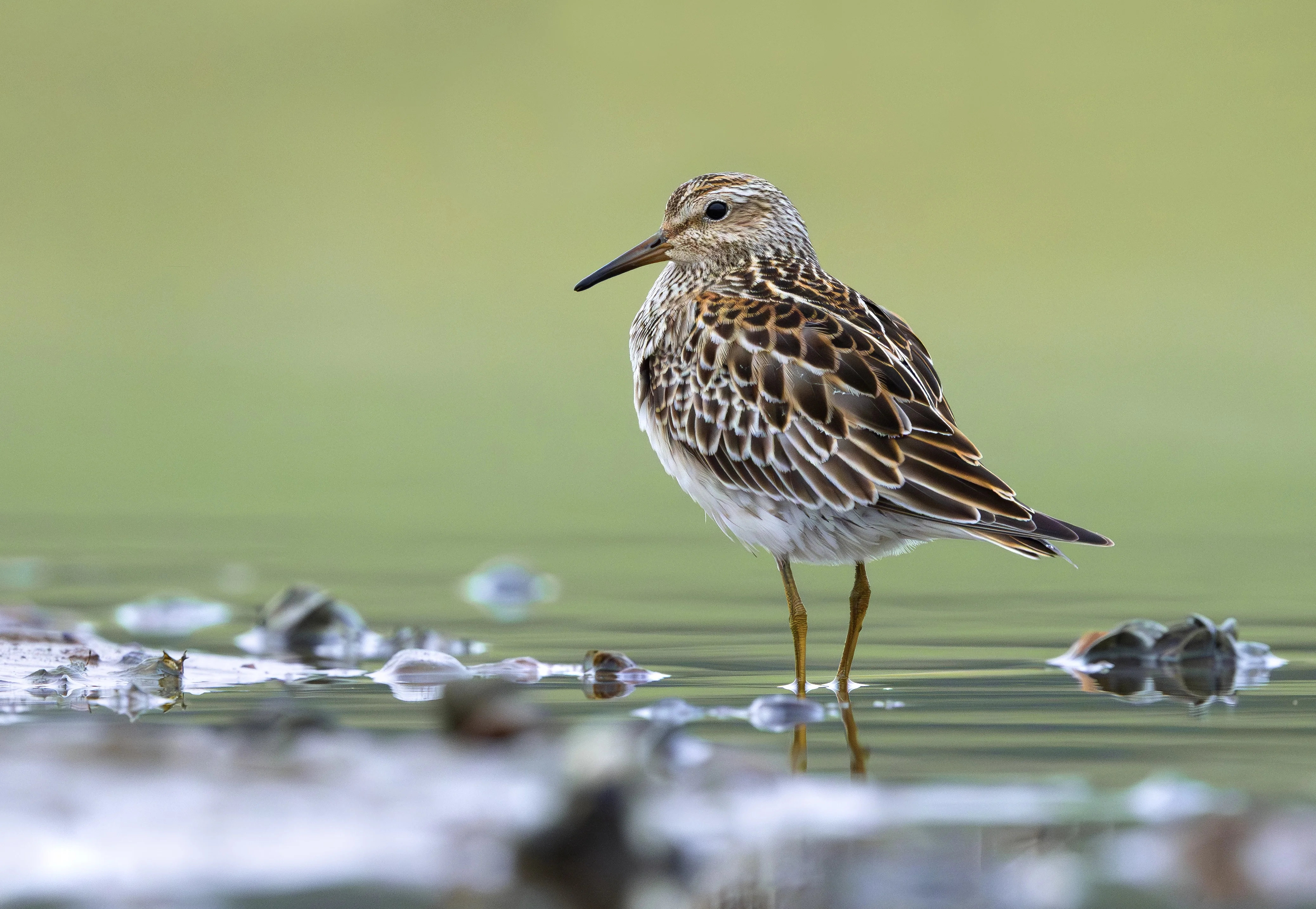 calidris melanotos First records of Pectoral Sandpiper for Algeria main image 1