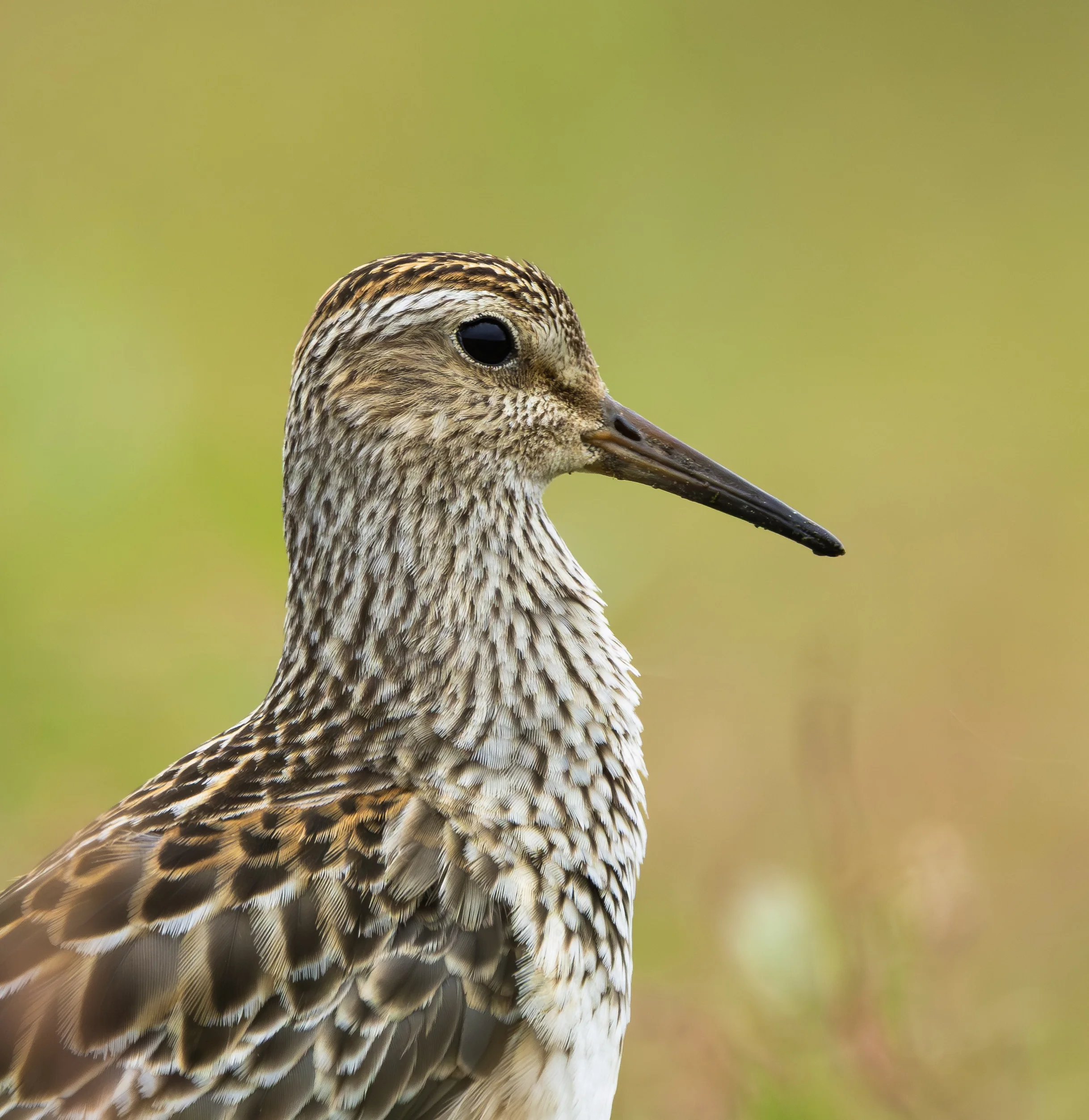 melanotan 2 peptide where to buy Details : Pectoral Sandpiper