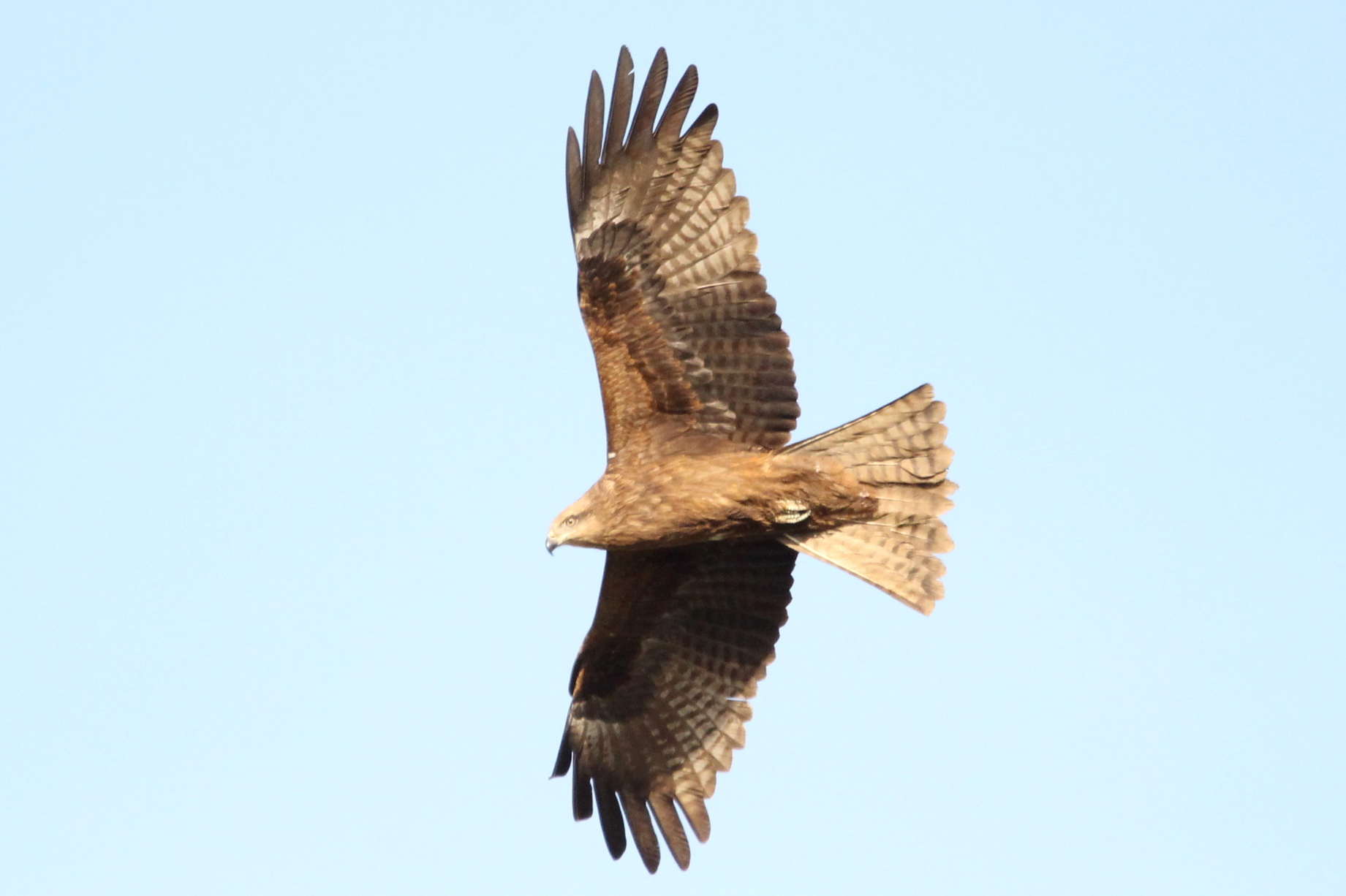 Details Black Kite BirdGuides