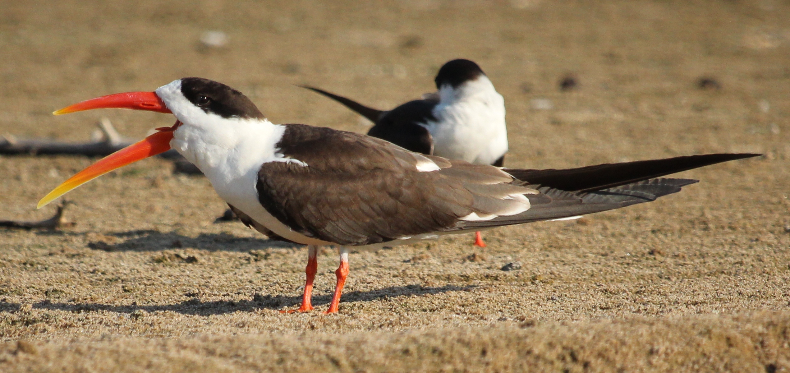Details Indian Skimmer BirdGuides