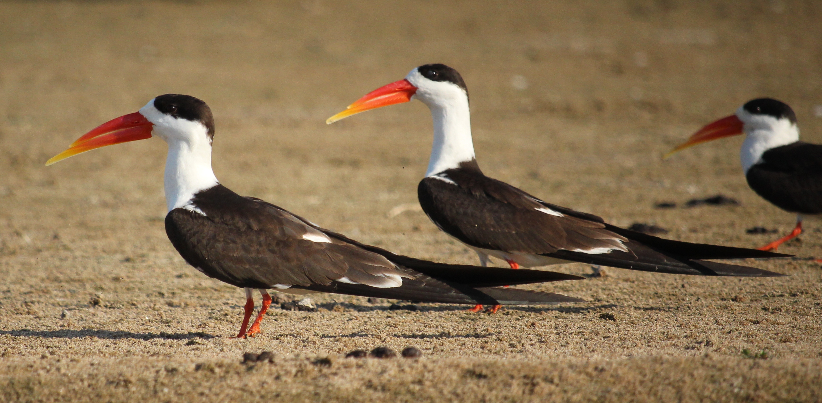 Details Indian Skimmer BirdGuides