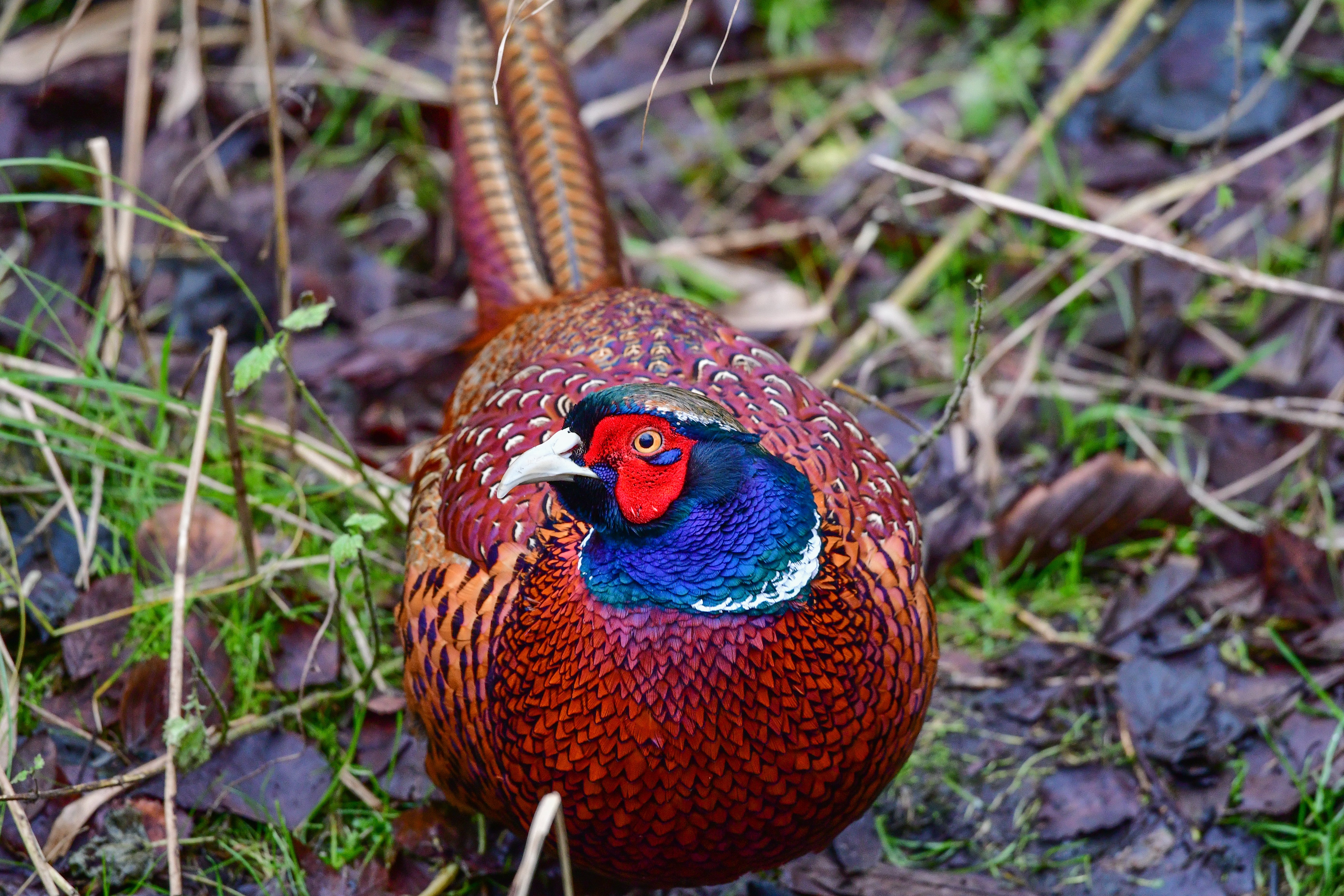 Mass pheasant releases linked to severe declines in reptile populations