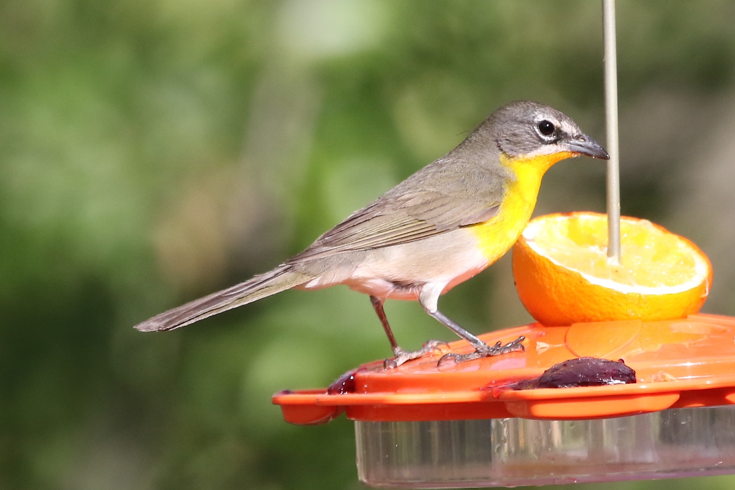 Details : Yellow-breasted Chat - BirdGuides