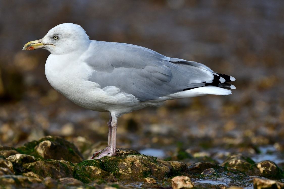European Herring Gull by Jane Rowe BirdGuides