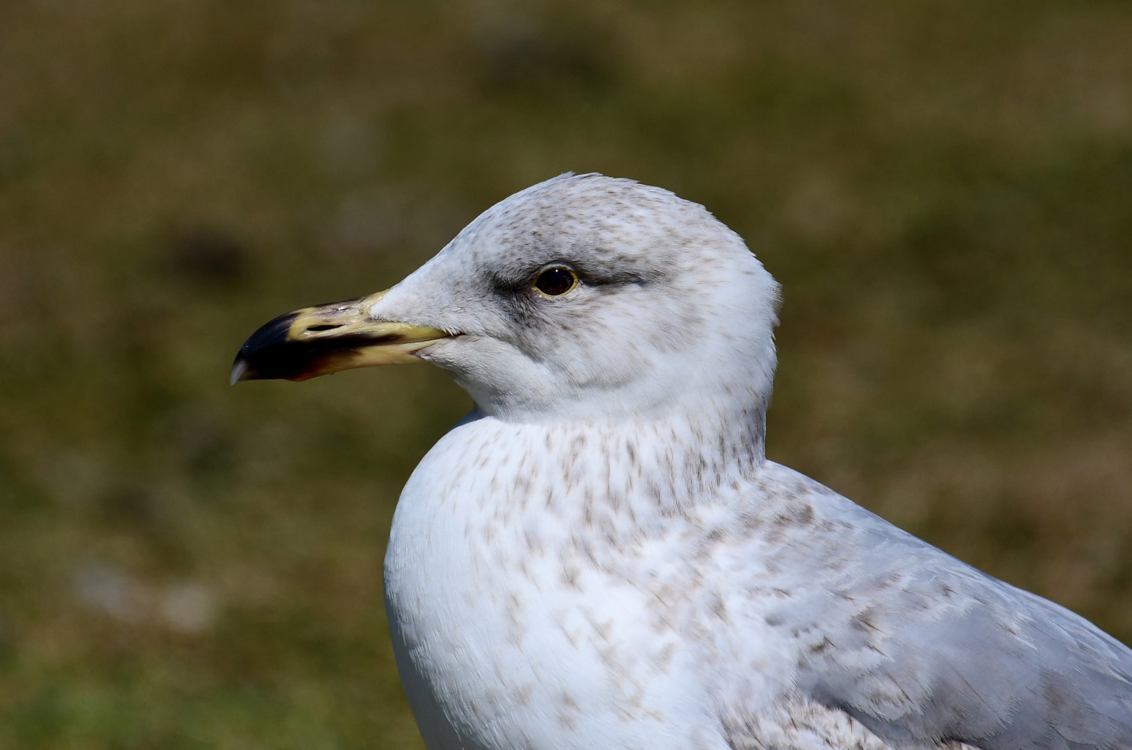 European Herring Gull by Jane Rowe BirdGuides