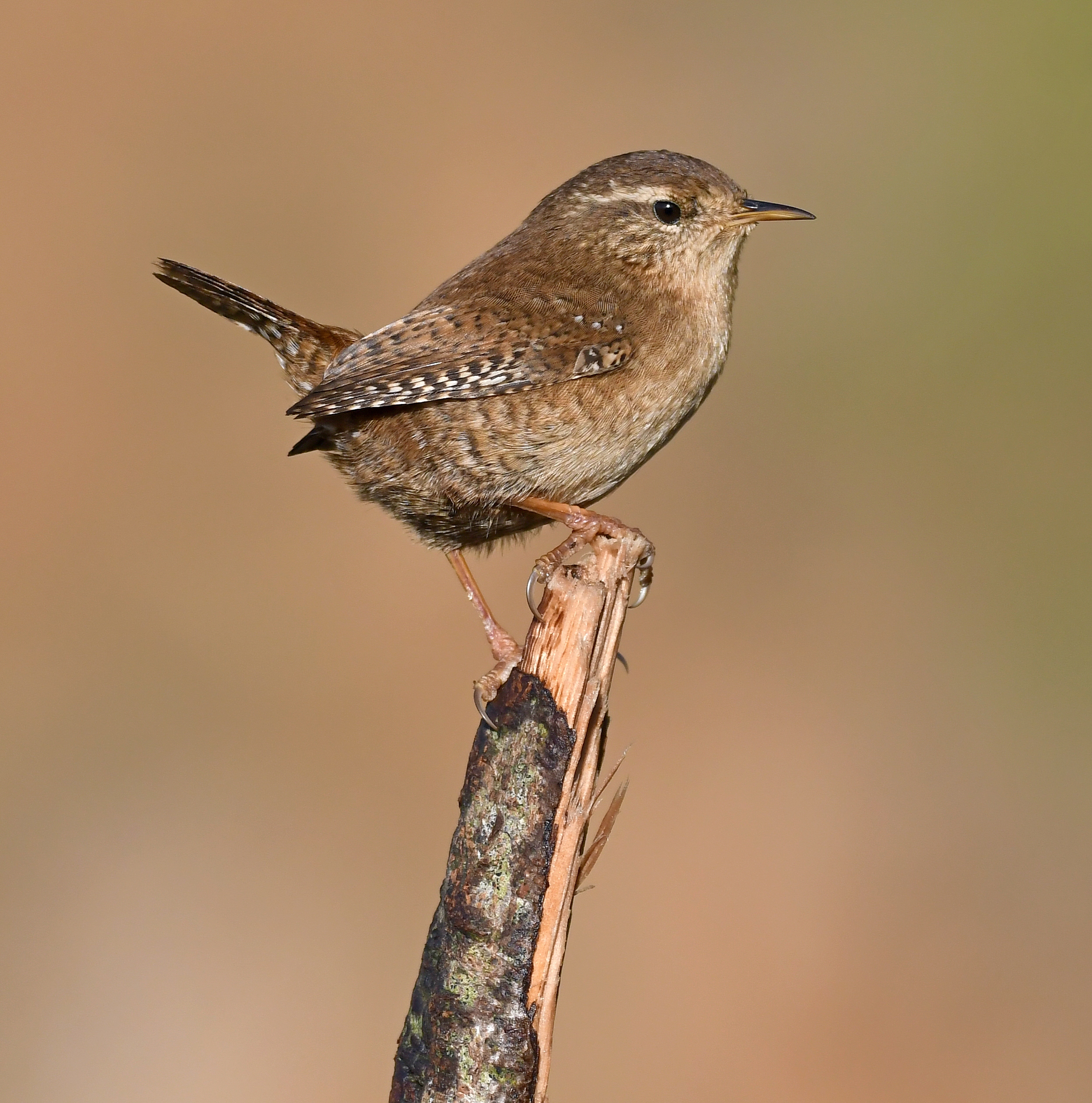 eurasian wren eurasian wren
