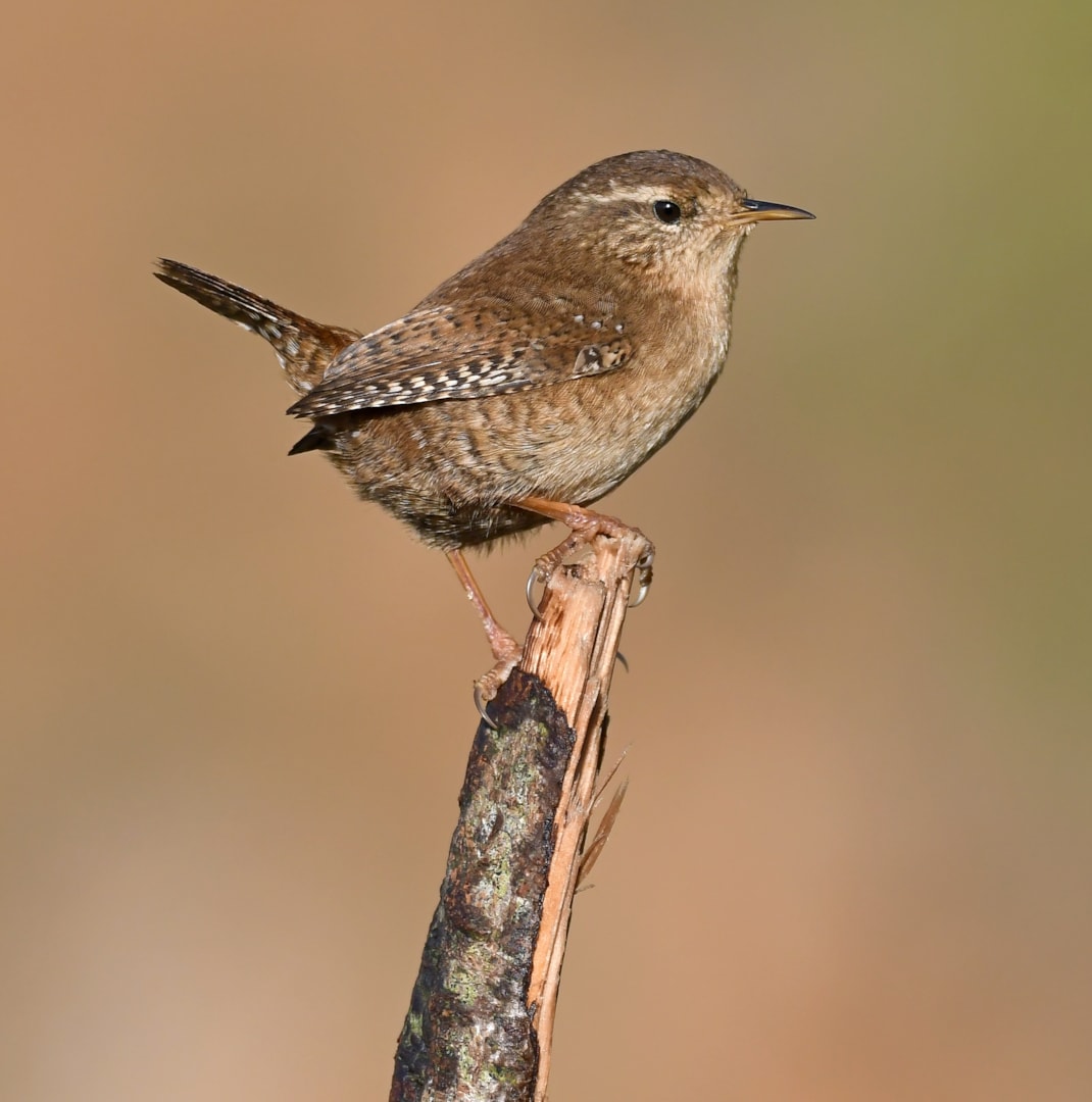 Eurasian Wren by Carl Bovis BirdGuides