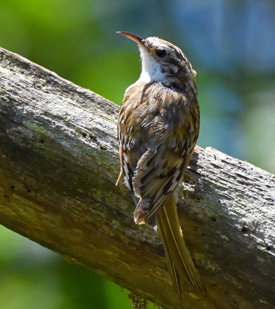 Eurasian Treecreeper by Carl Bovis BirdGuides