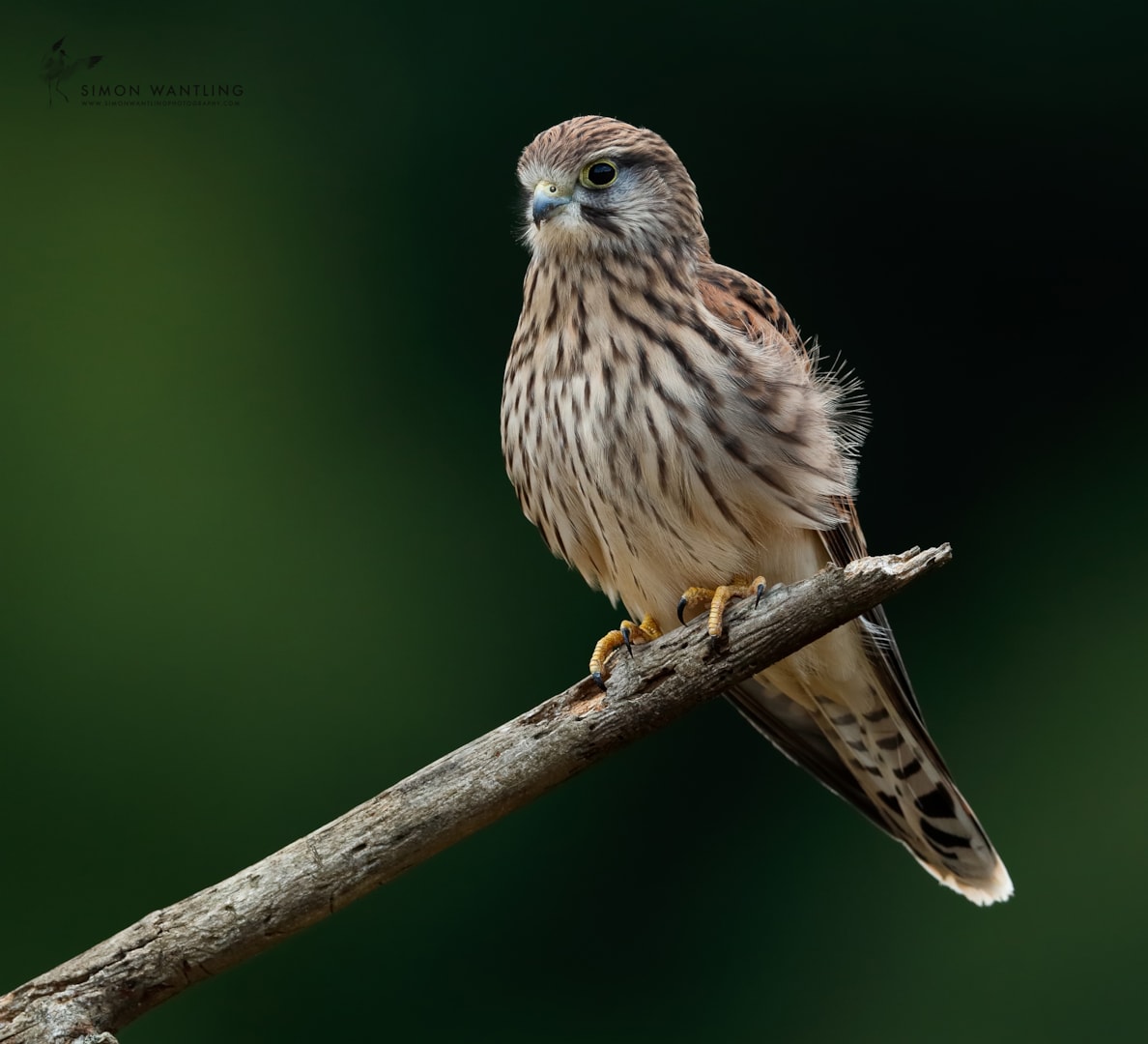 common kestrel by simon wantling birdguides
