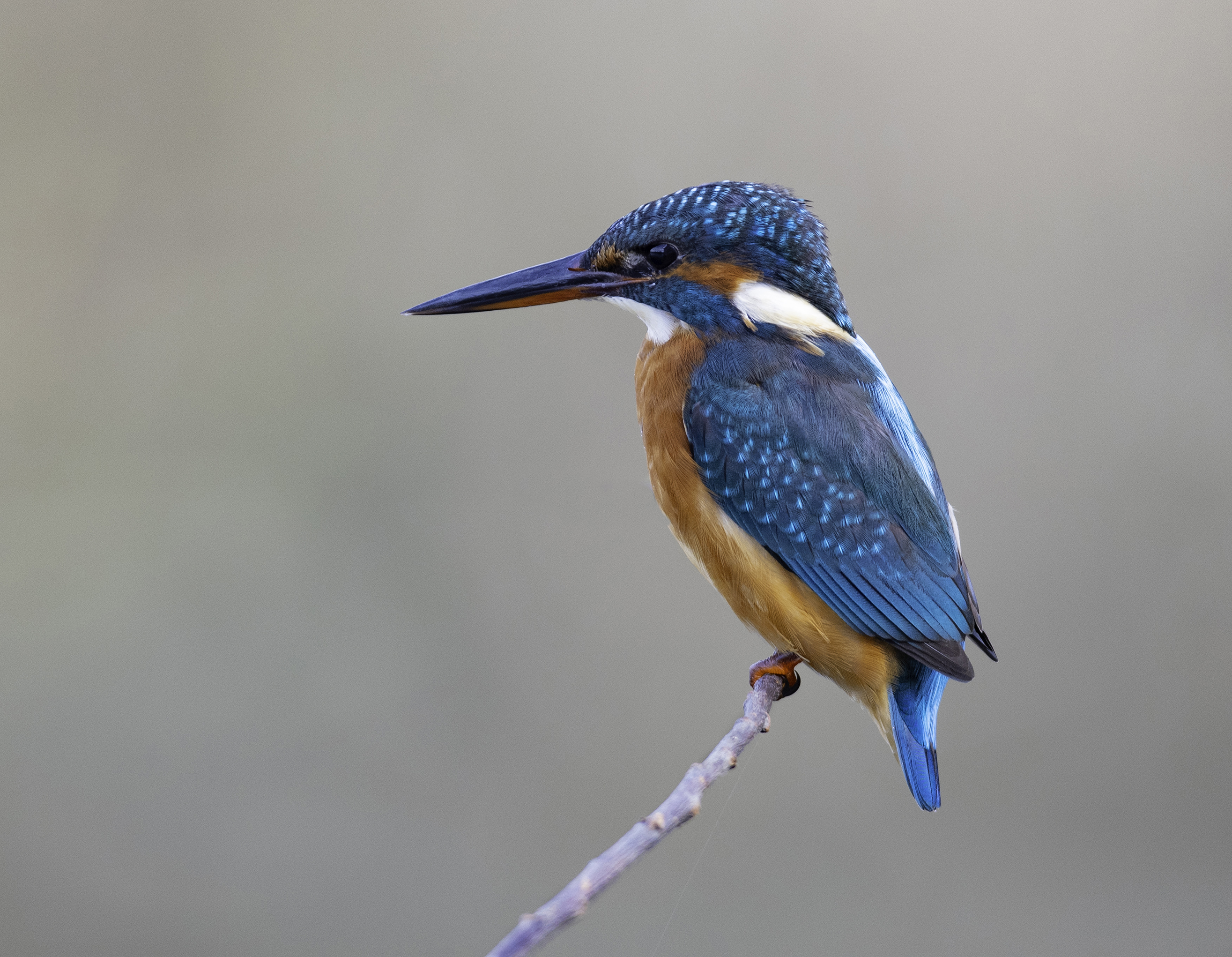 swordheart kingfisher swordheart kingfisher