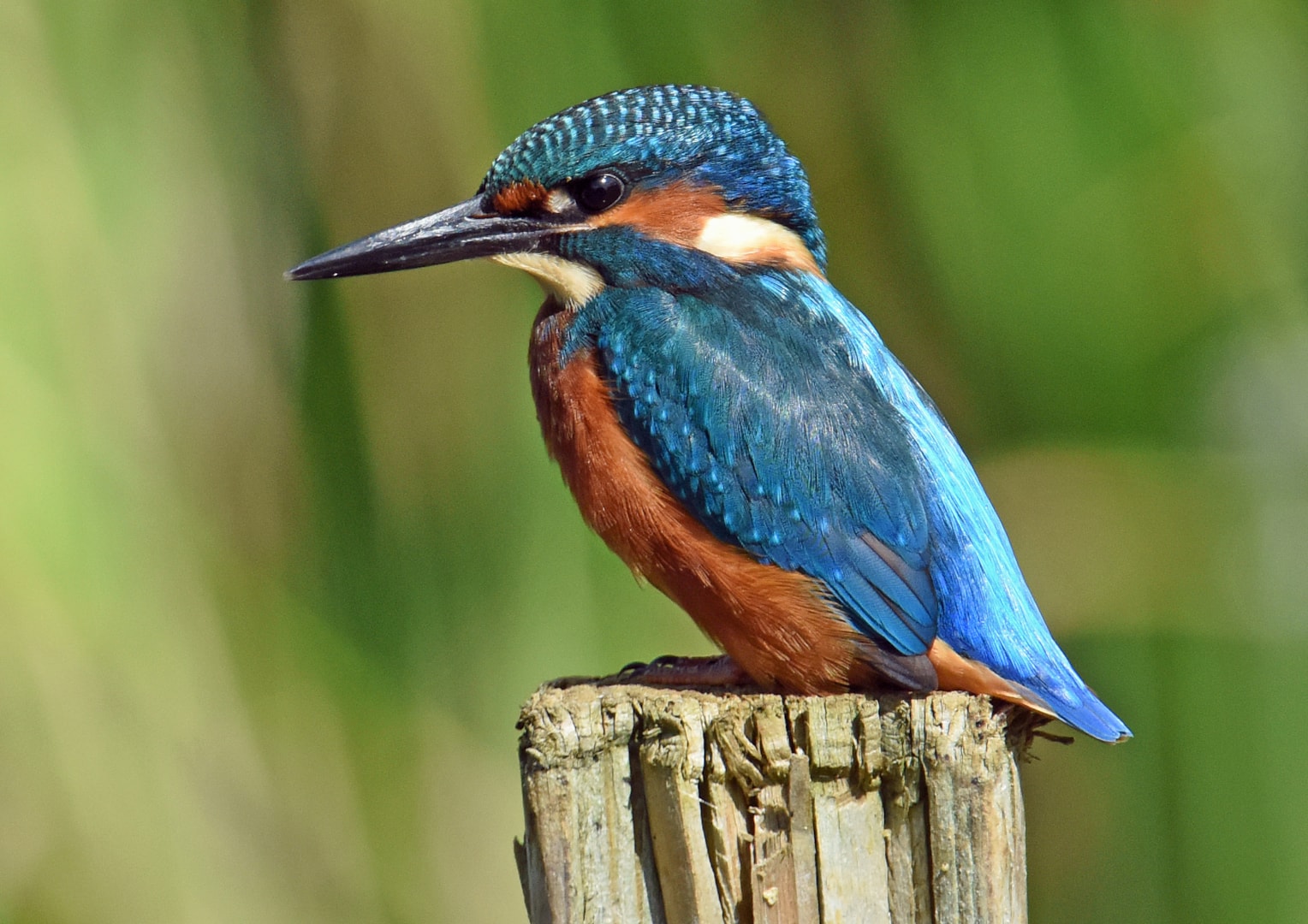 Common Kingfisher By Tony Hovell Birdguides