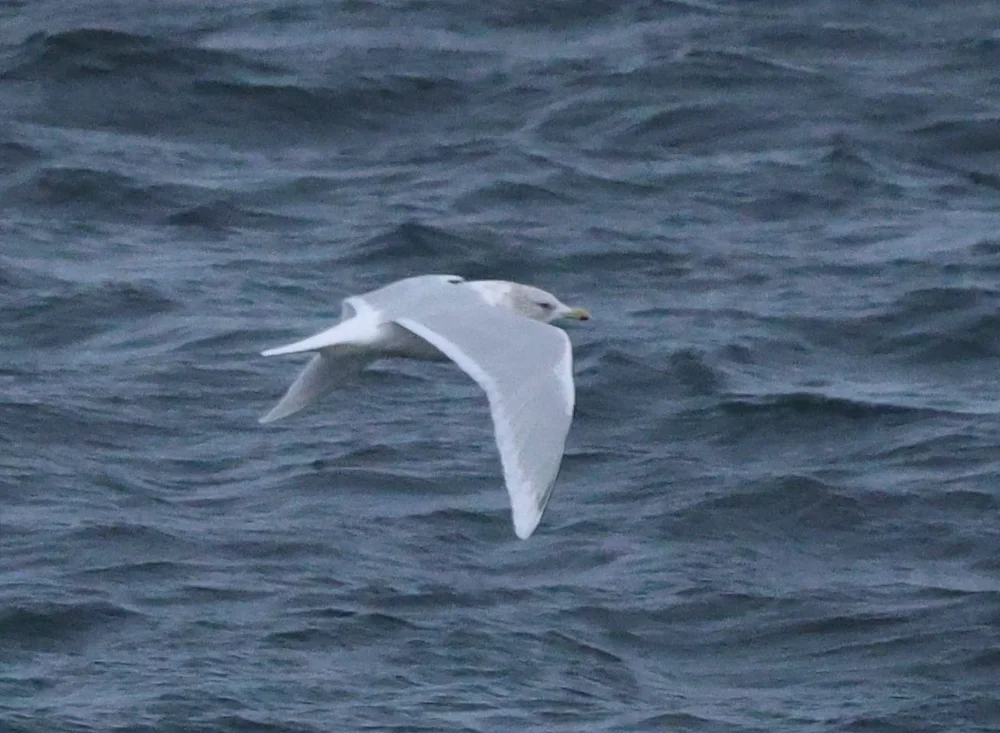 Gull Jan Rind Review of the Week: 5-11 January 2026 - BirdGuides