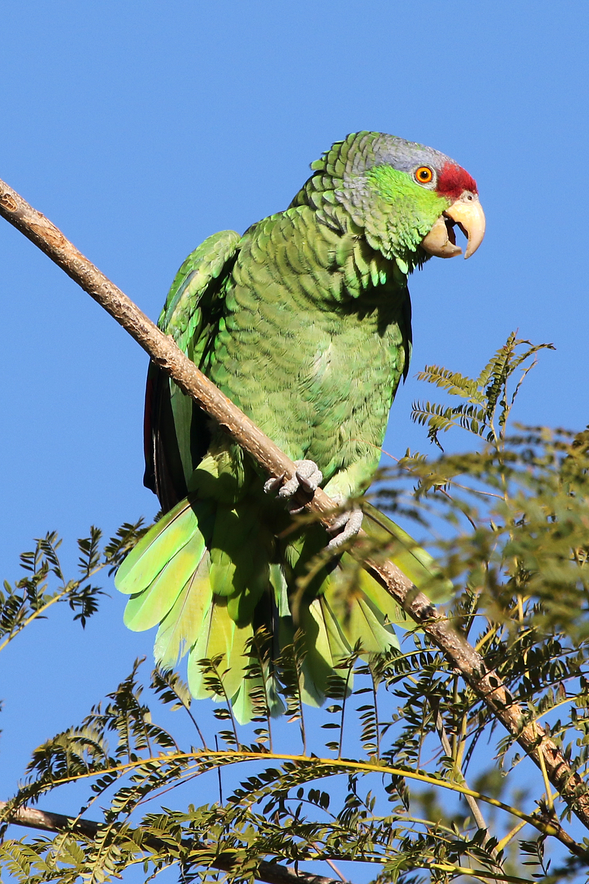 Details Lilaccrowned Amazon BirdGuides