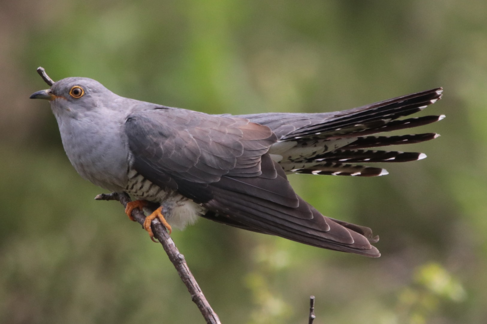 Common Cuckoo by Paul Ash BirdGuides