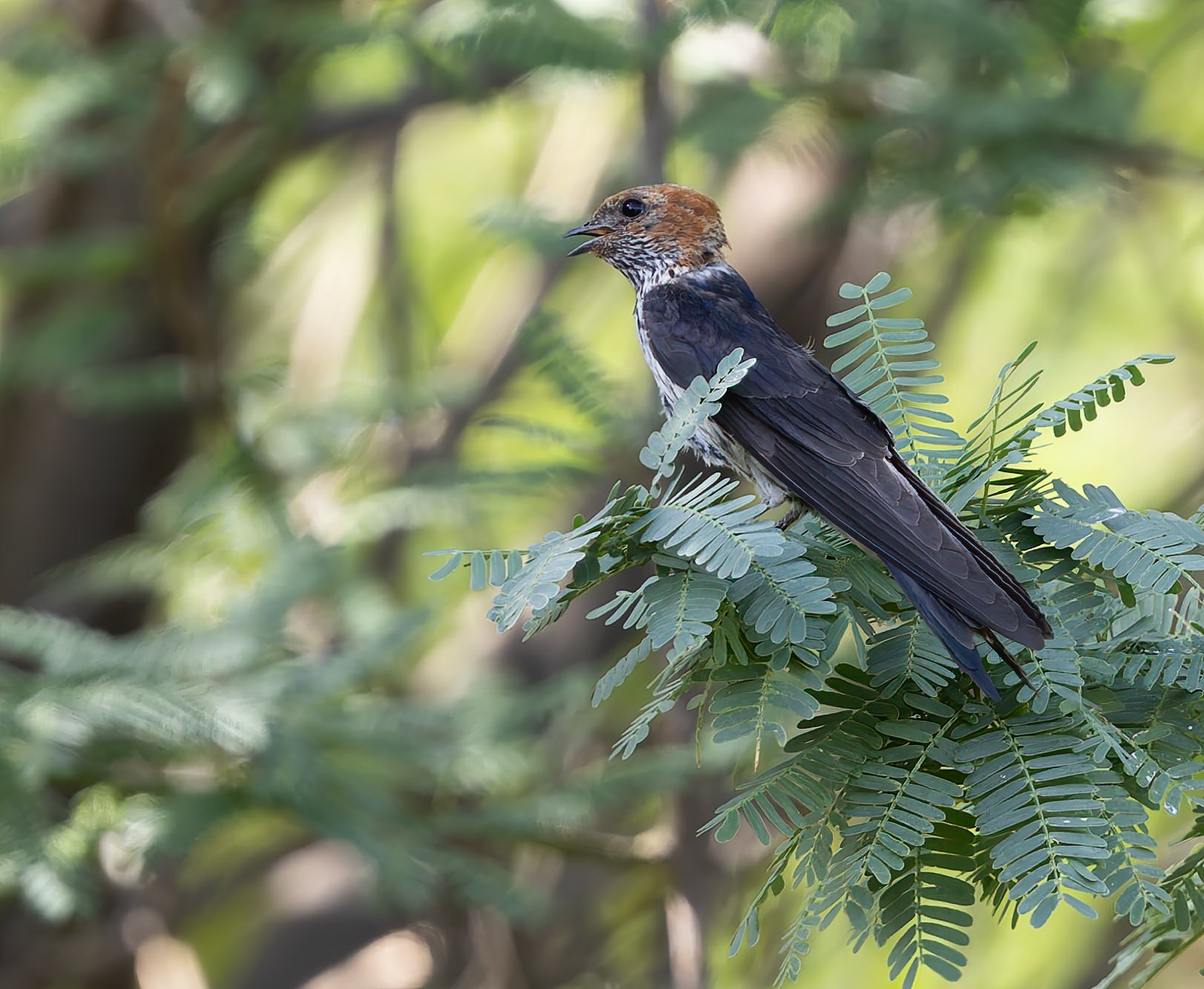 Review of the Week: 12-18 May 2025 - BirdGuides