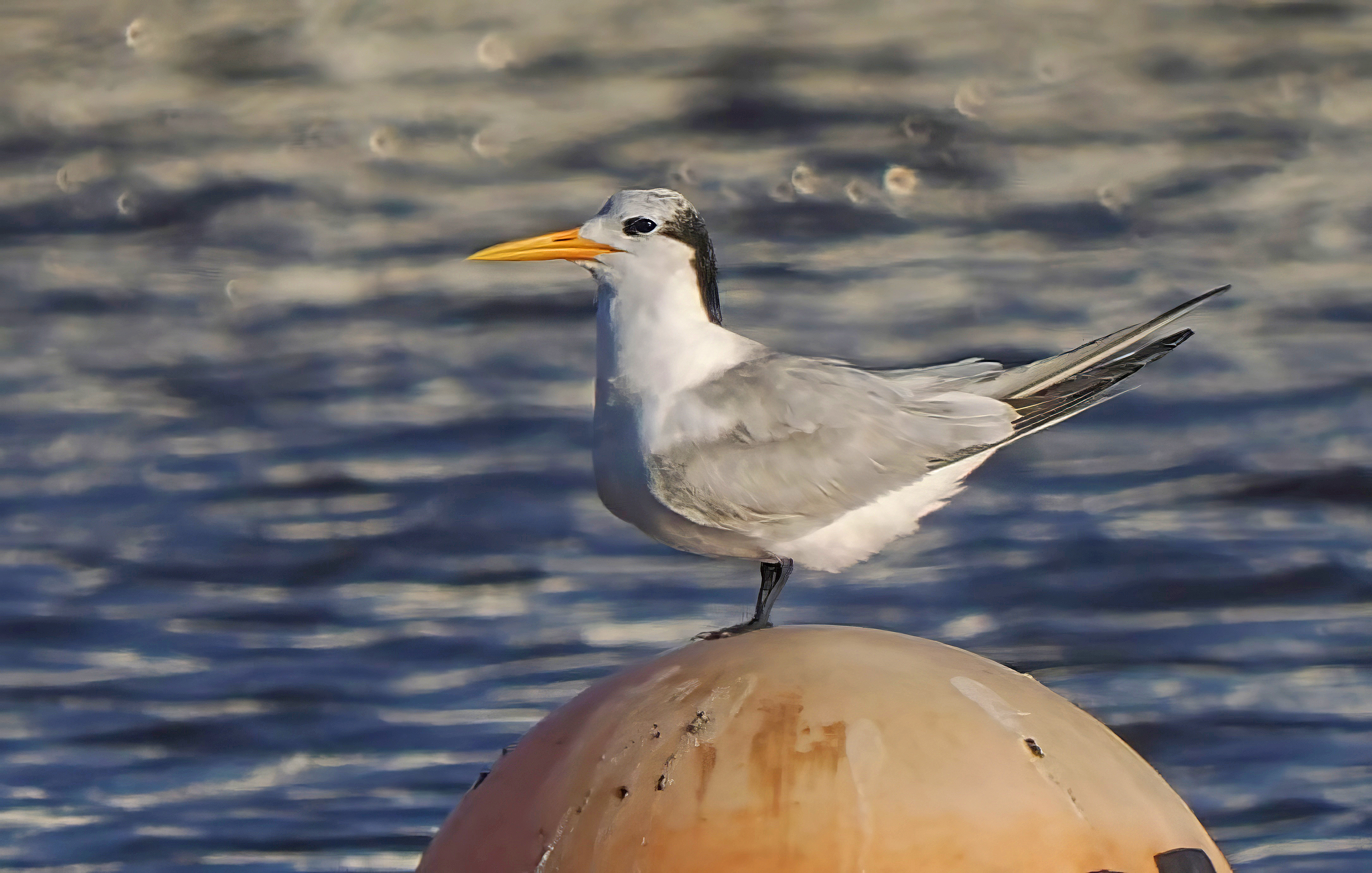 Lesser Crested Tern by Mark Joy - BirdGuides