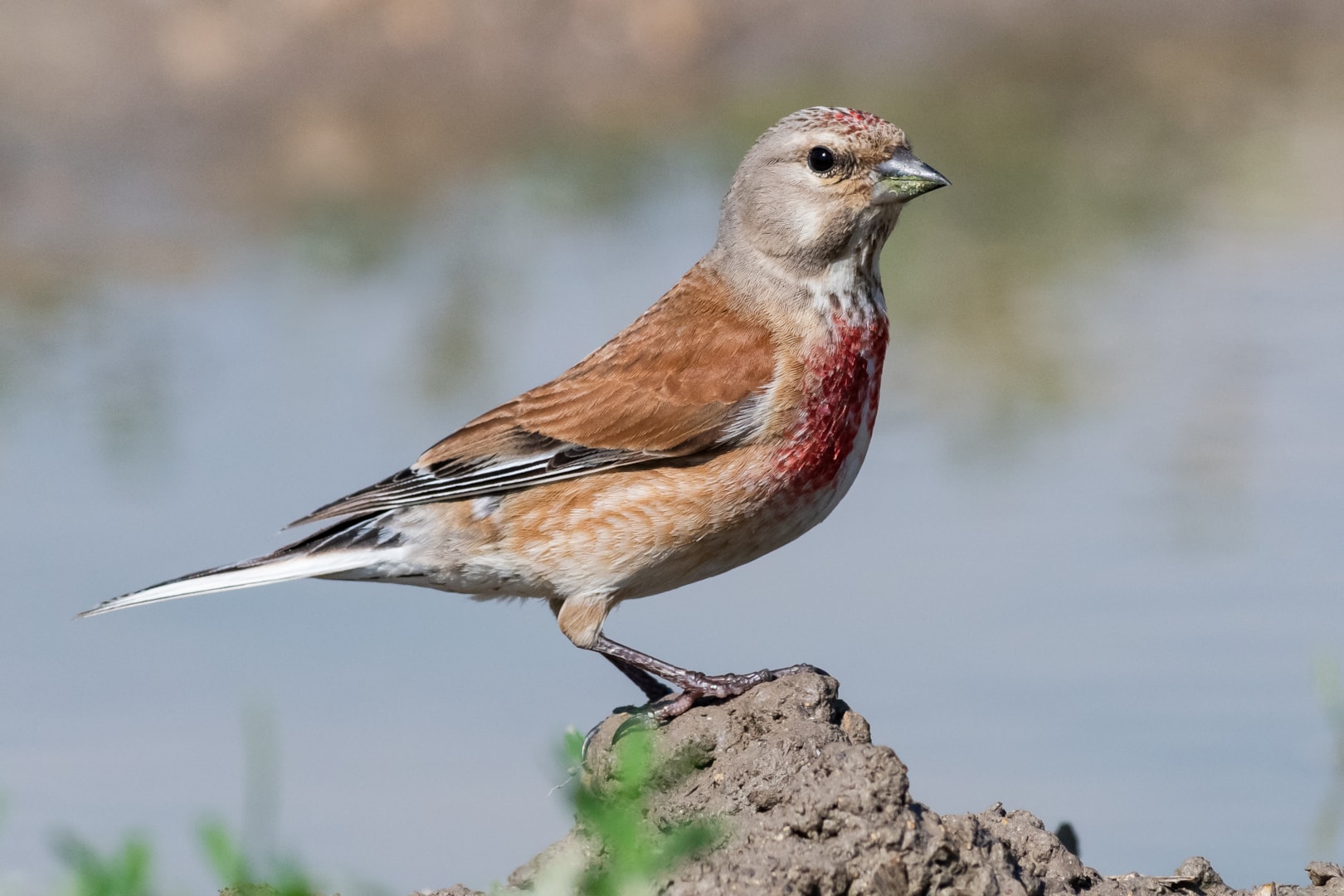 Linnet 