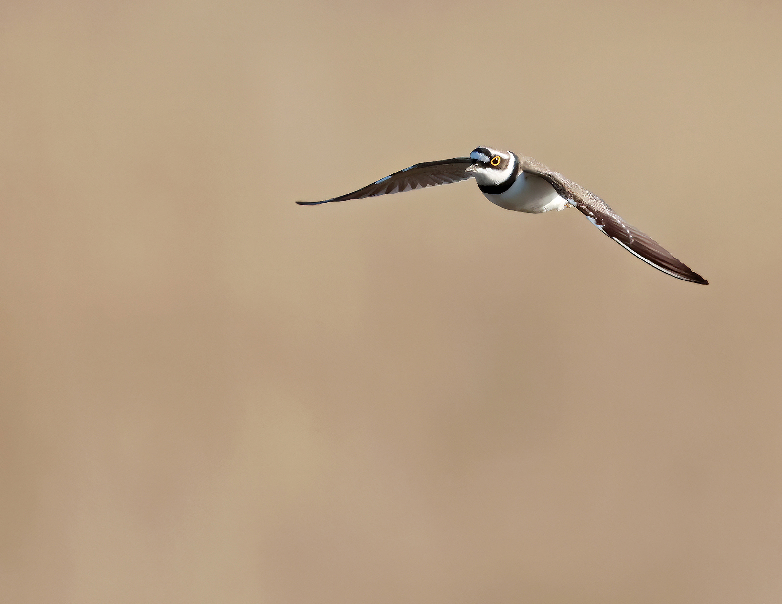 Little Ringed Plover by Darren Chapman - BirdGuides