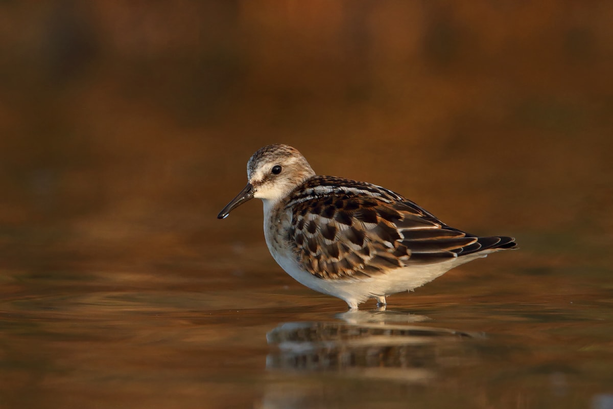 Little Stint by Chris Mayne - BirdGuides