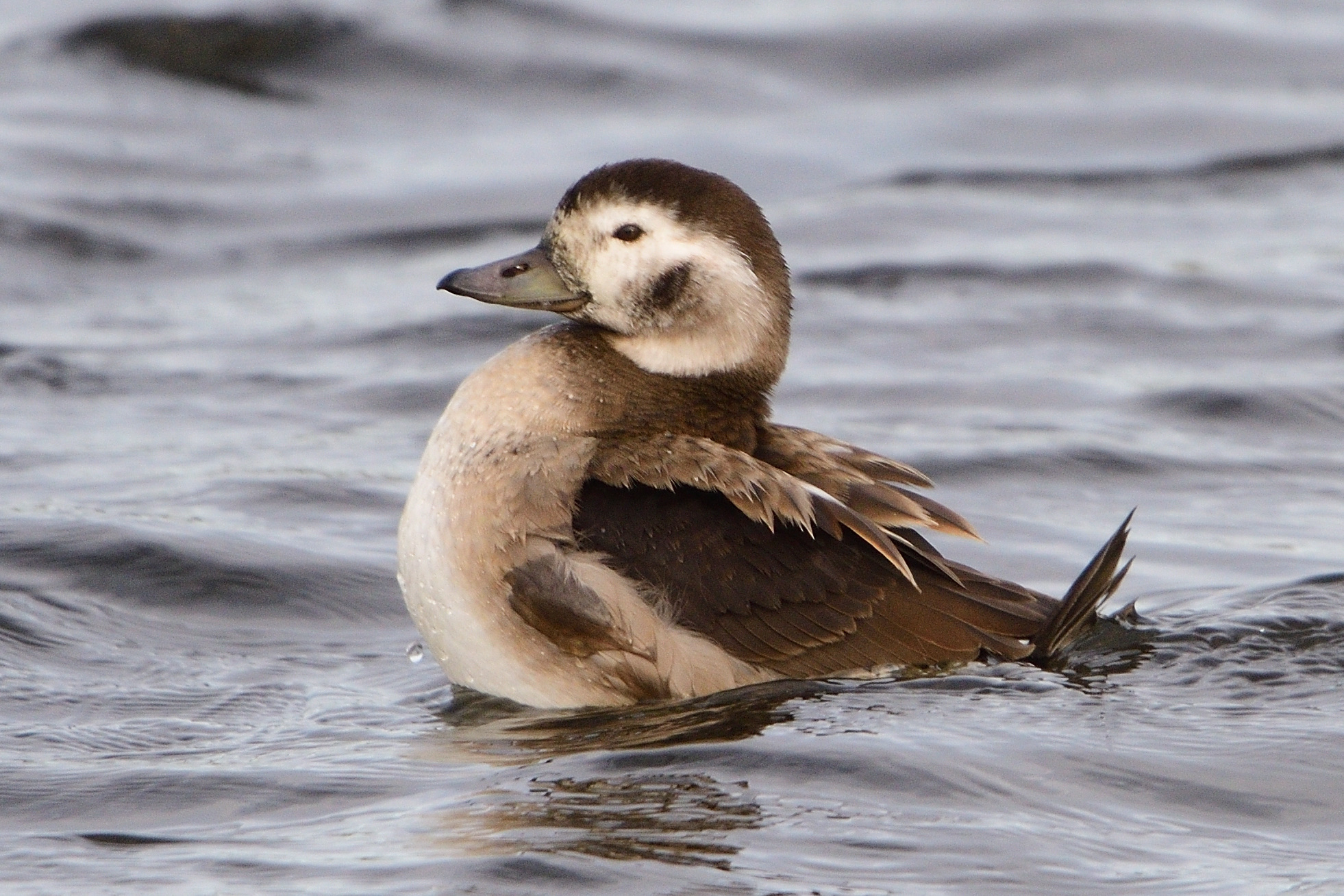 mountain duck piratebay mountain duck piratebay