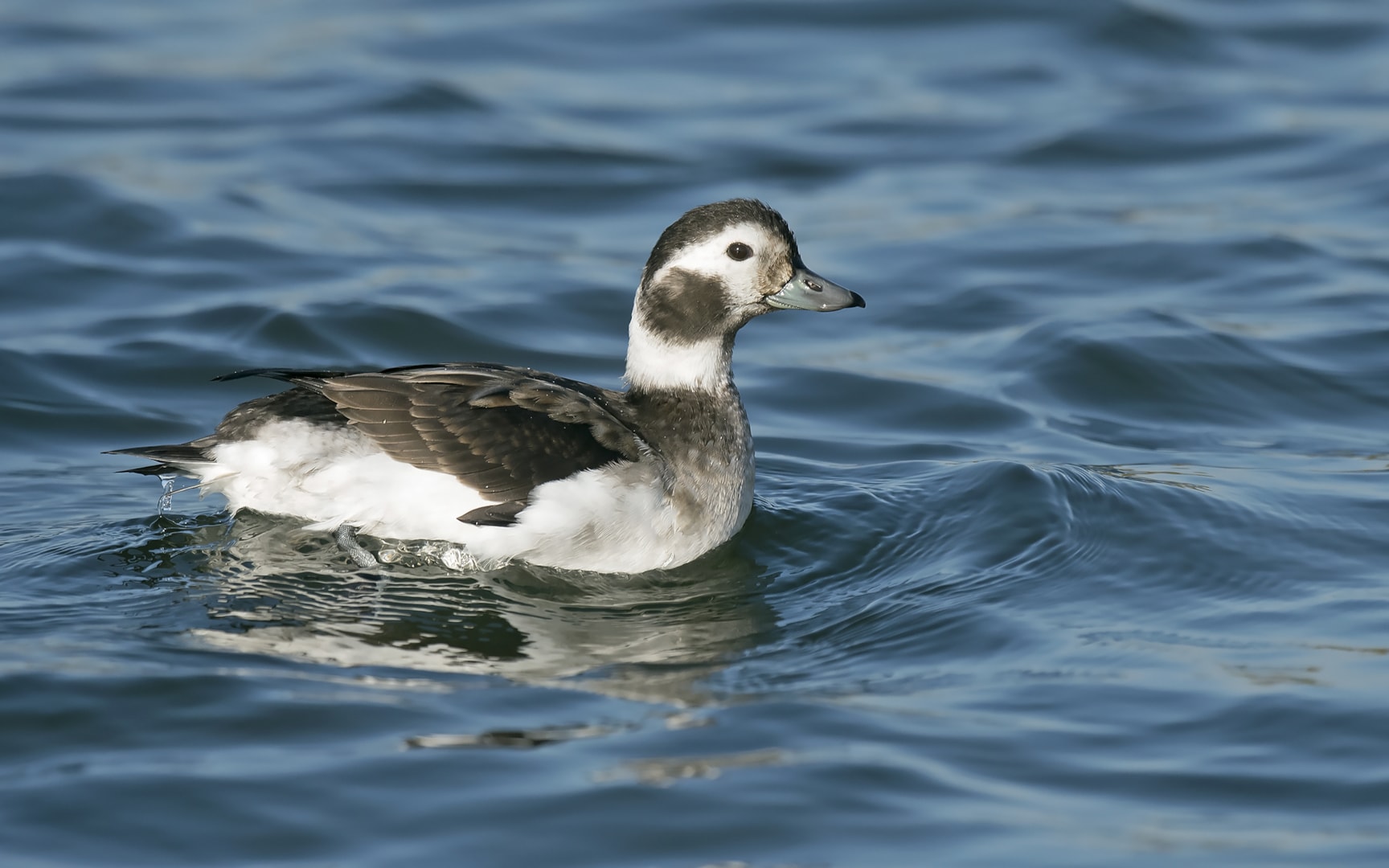 Longtailed Duck by Steve Young BirdGuides