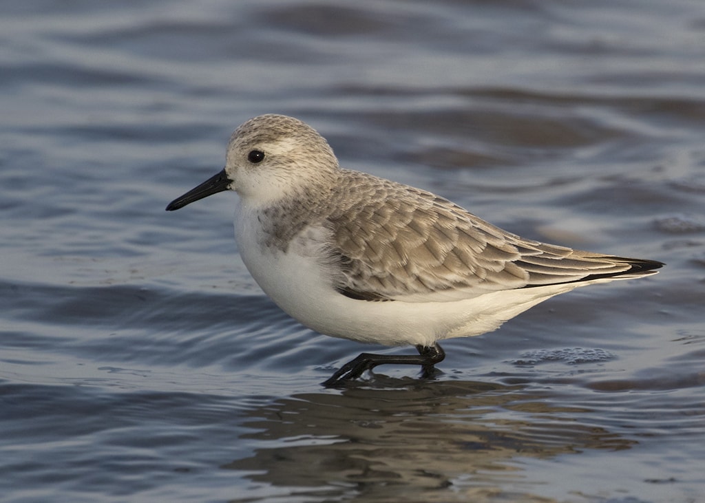 Sanderling by Steve Ashton BirdGuides