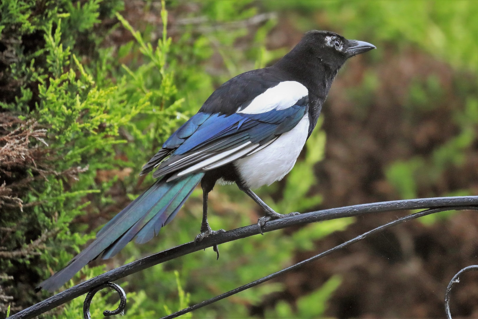 Magpie by Peter Miles - BirdGuides