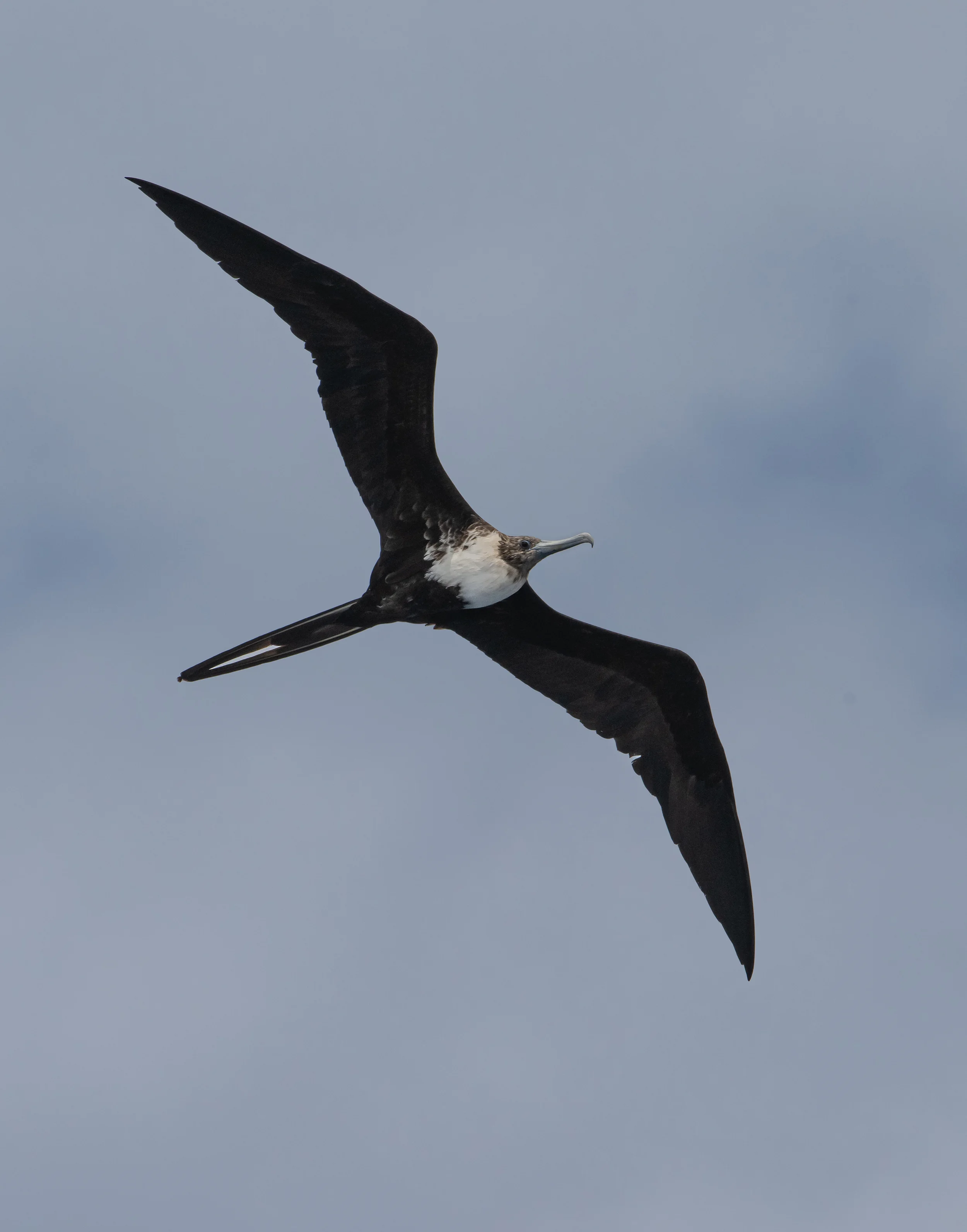 Rarity finders: Magnificent Frigatebird in Cape Verde - BirdGuides