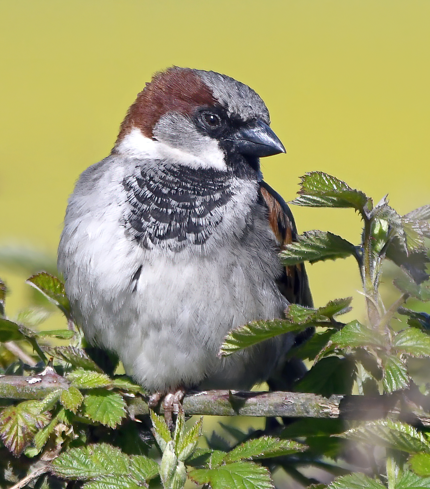 Home Sparrow once more tops UK backyard chicken charts